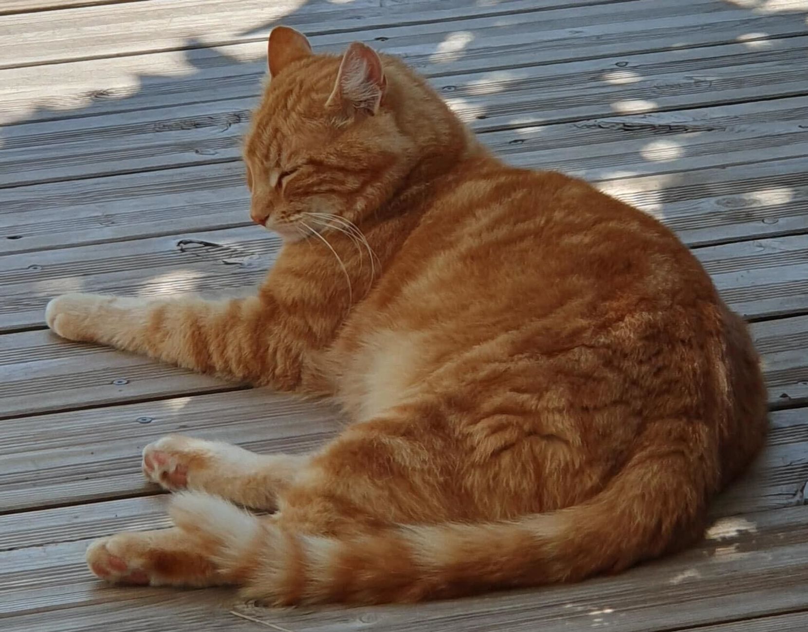 Eine Katze liegt in der Sonne.