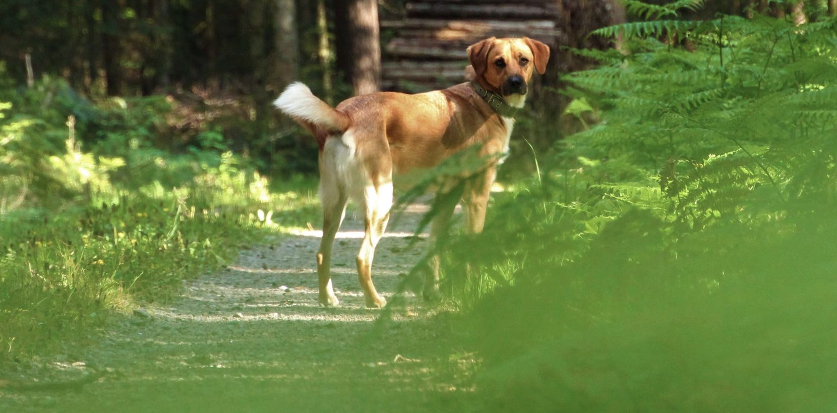 Ein Hund steht ohne Leine auf einem Waldweg.