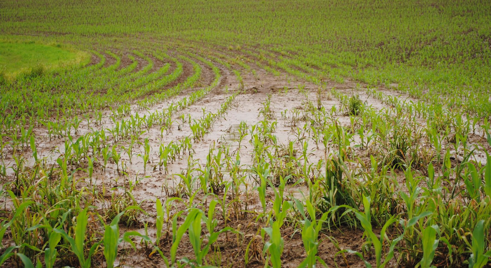 Vom Regenwetter beschädite Maisfelder in der Nähe von Bertschikon.