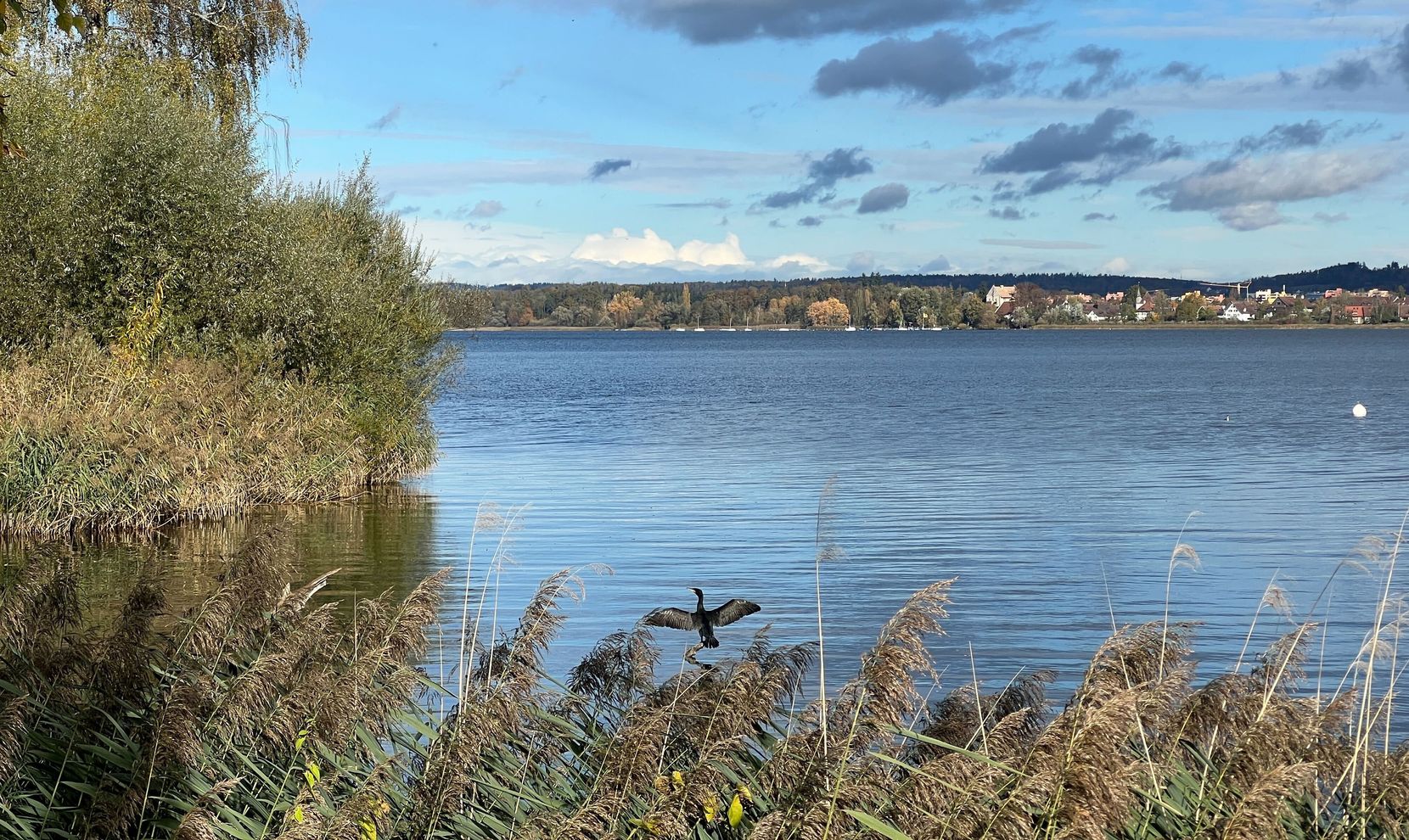 Man sieht im Vordergrund einen Schilfgürtel vor dem Greifensee. Direkt vor dem Ufer auf dem See sonnt sich ein Kormoran und trocknet seine Flügel im Wind.
