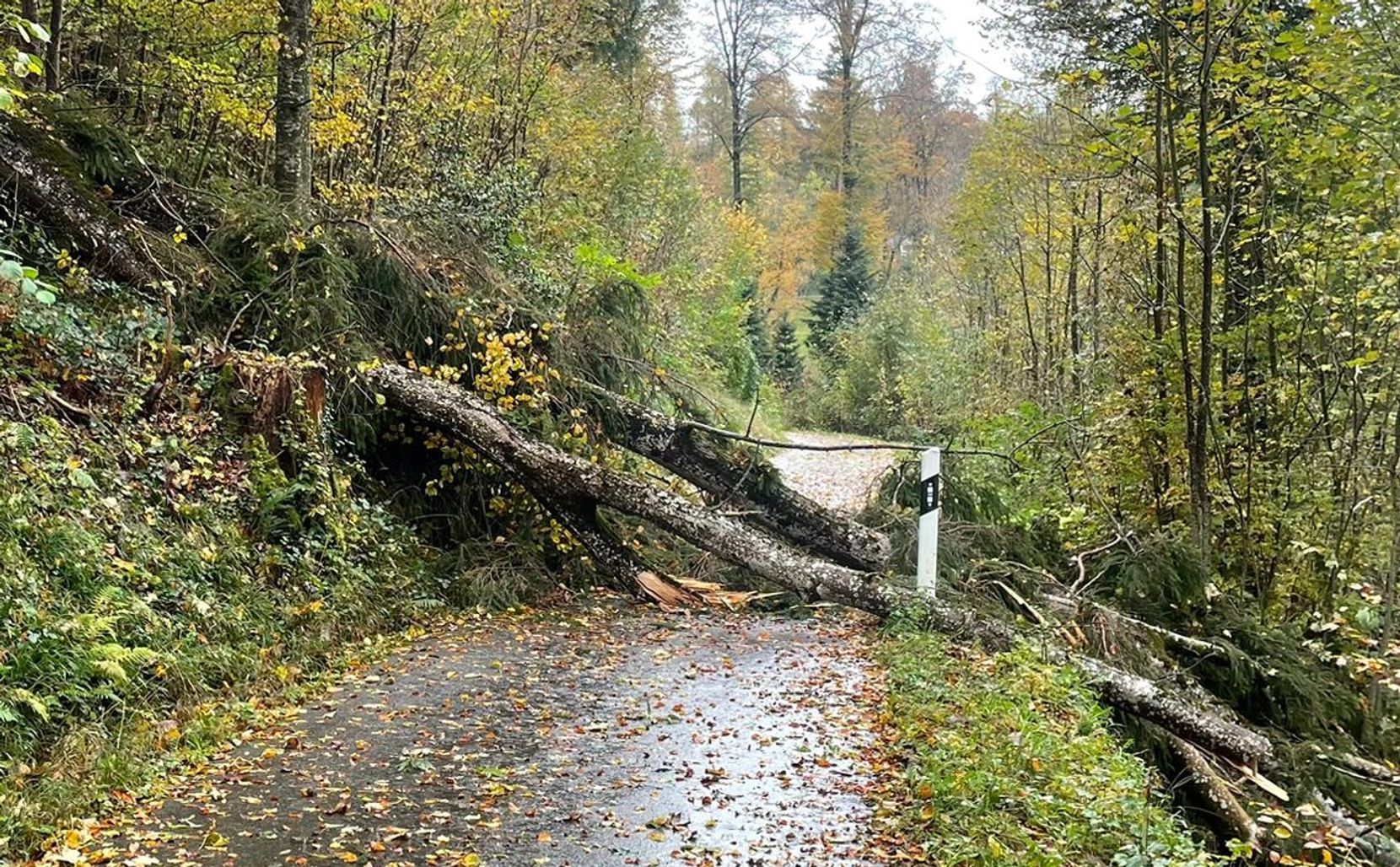 Man sieht eine Waldstrasse, die von einem umgestürzten Baum blockiert wird.