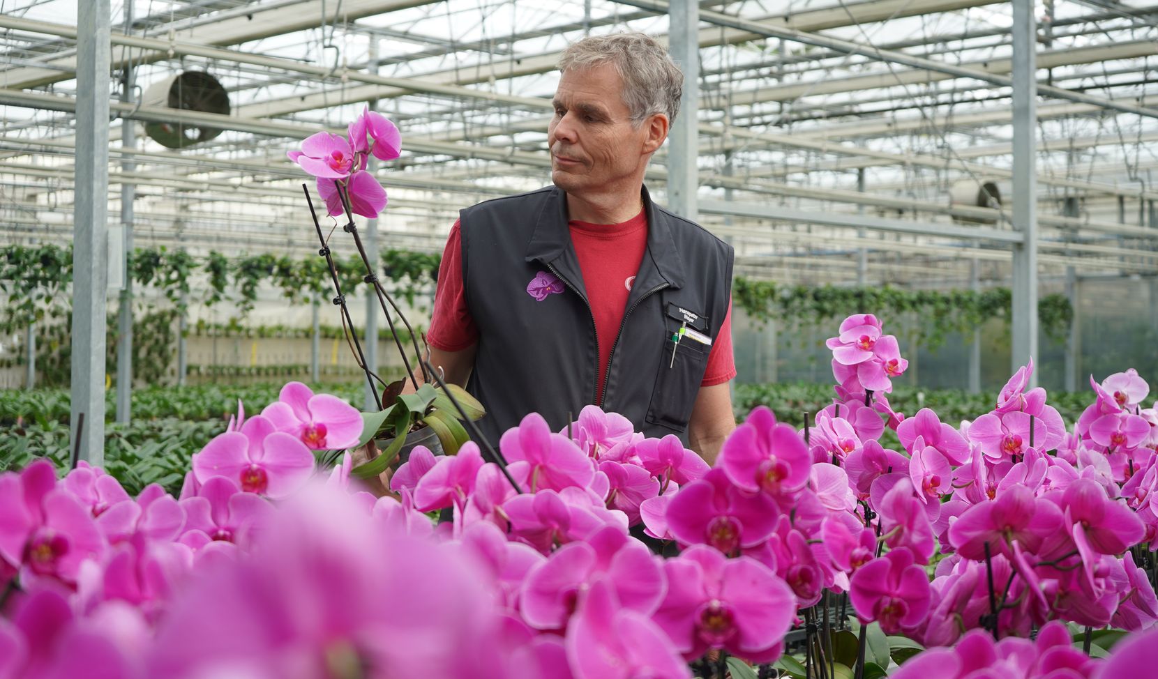 Gärtner Hanspeter Meyer hält eine Orchidee in der Hand. Im Vordergrund sind viele rosarot blühende Orchideen zu sehen.