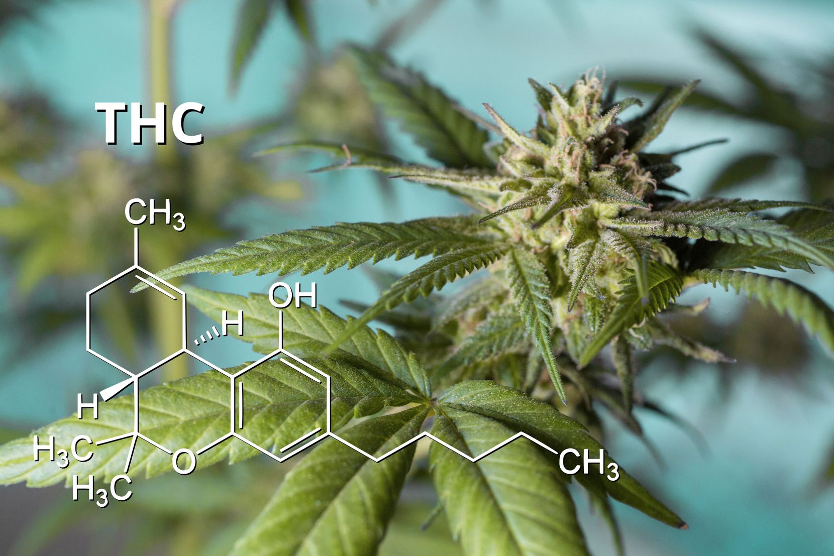 Man sieht eine Hanfblüte, und auf dem Foto ist mit weisser Schrift die chemische Formel für THC aufgeführt.