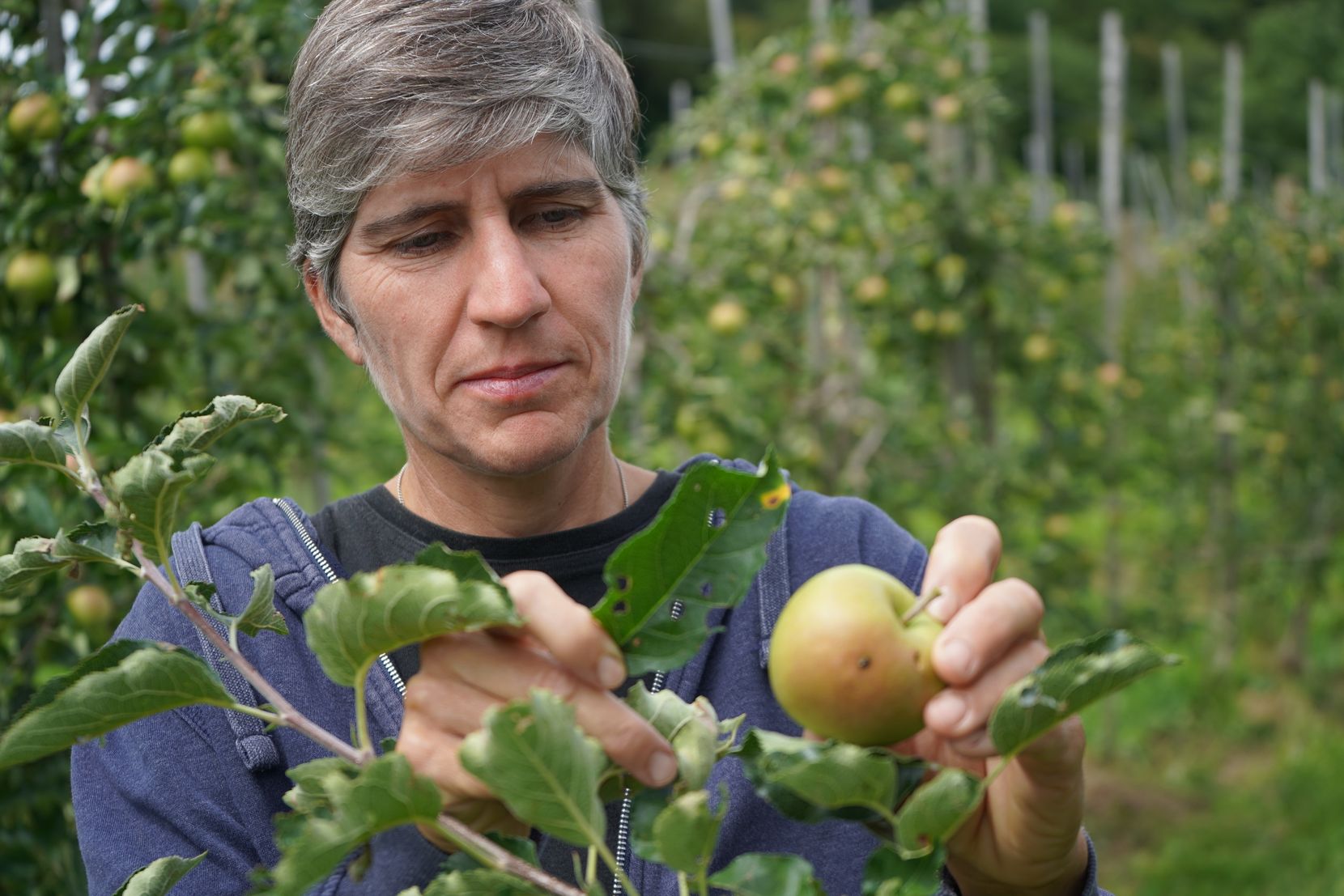 Eine Frau fasst nach einem Apfel am Baum.