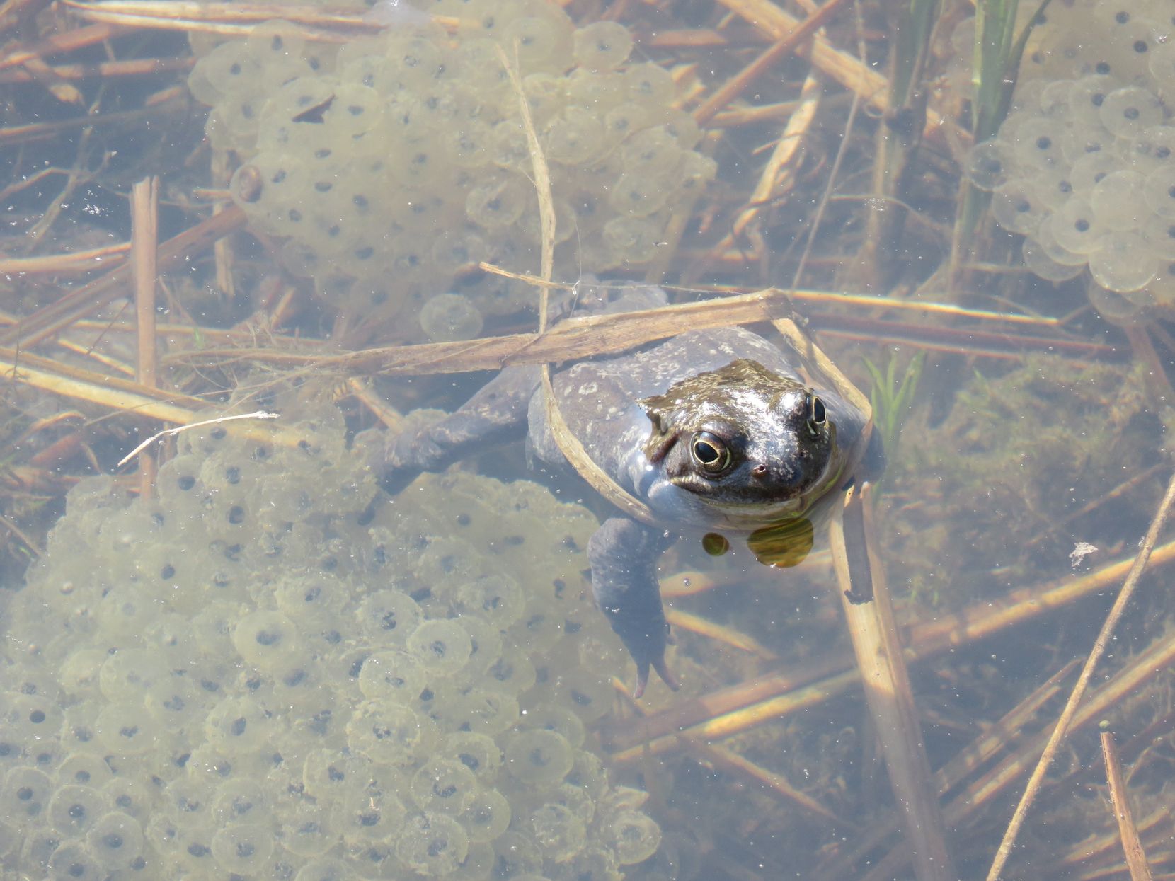 Die Amphibienwanderung findet jedes Jahr im Frühling statt. Auch im Oberland gibt es wichtige Laichplätze.