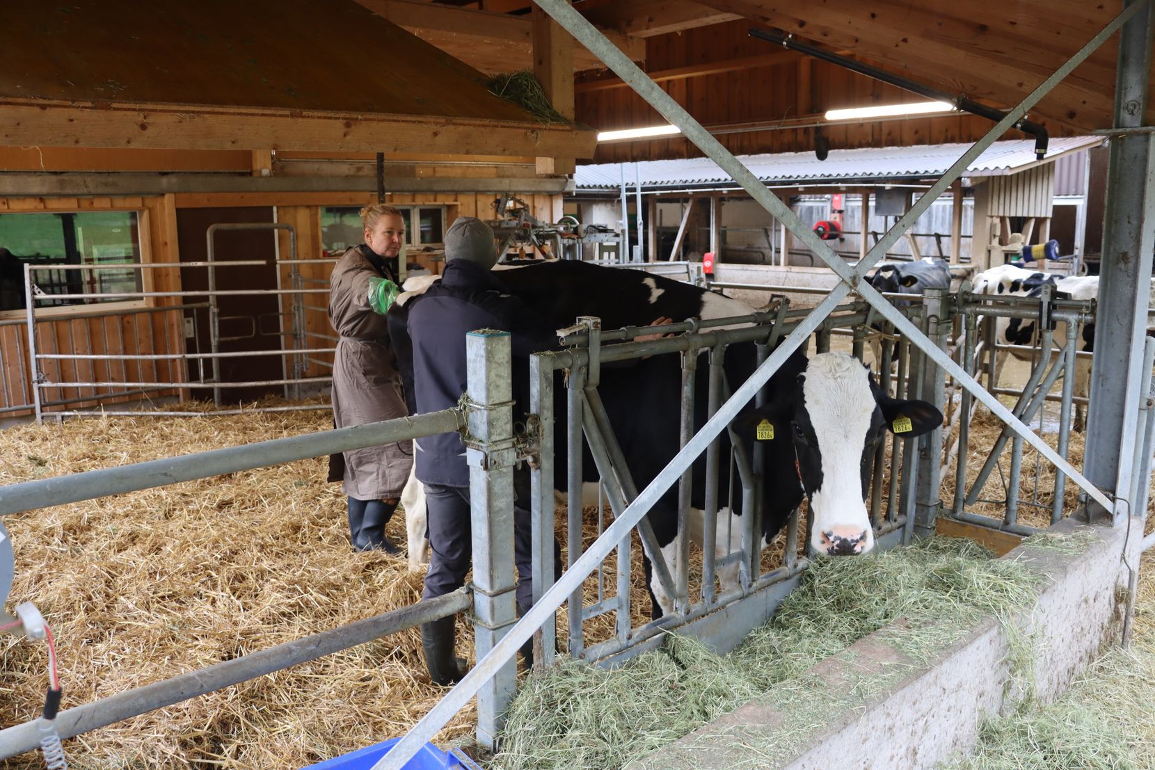 Tierärztin Katja Geser behandelt eine Kuh in einem Stall.