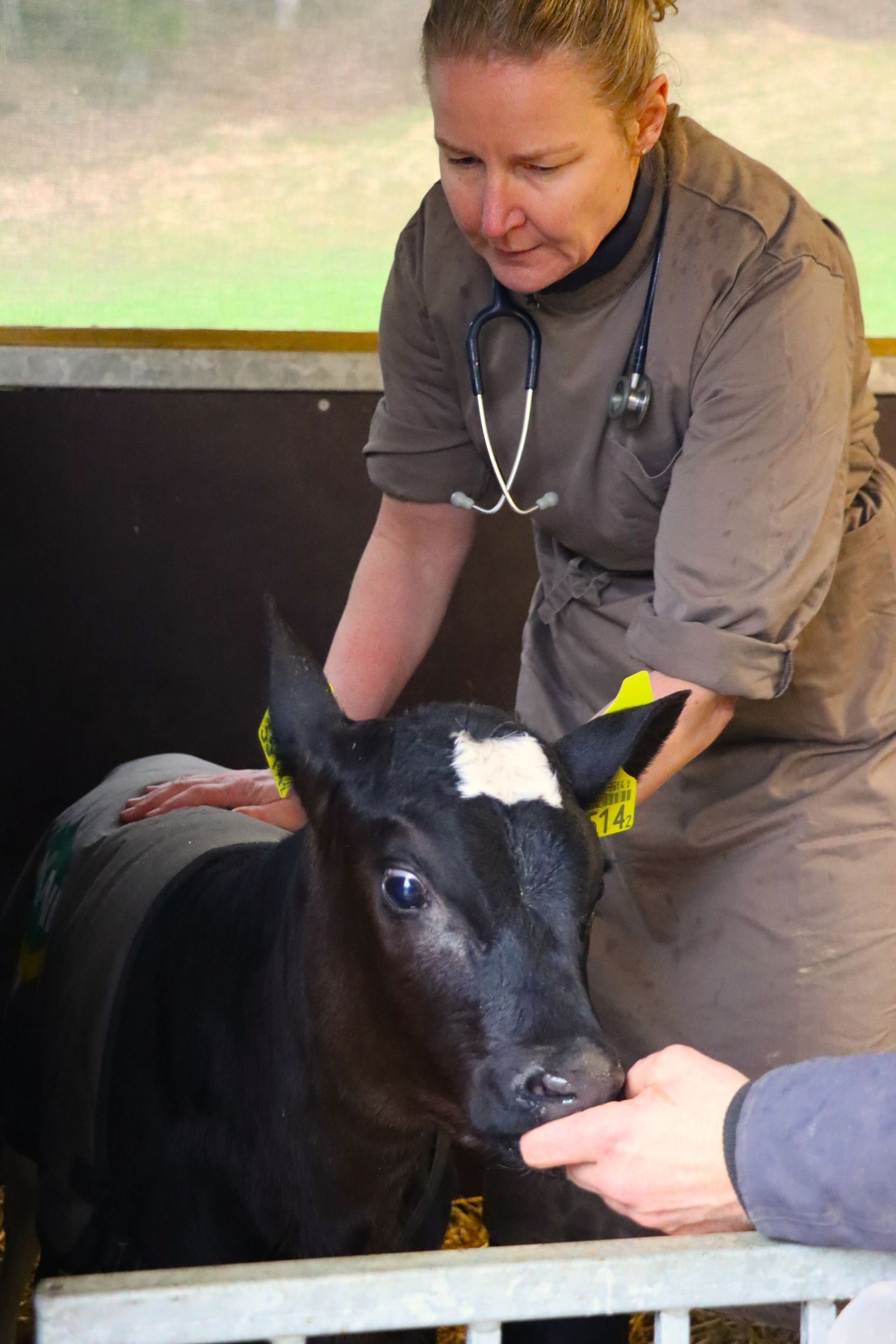 Tierärztin Katja Geser behandelt ein Kalb auf einem Bauernhof.