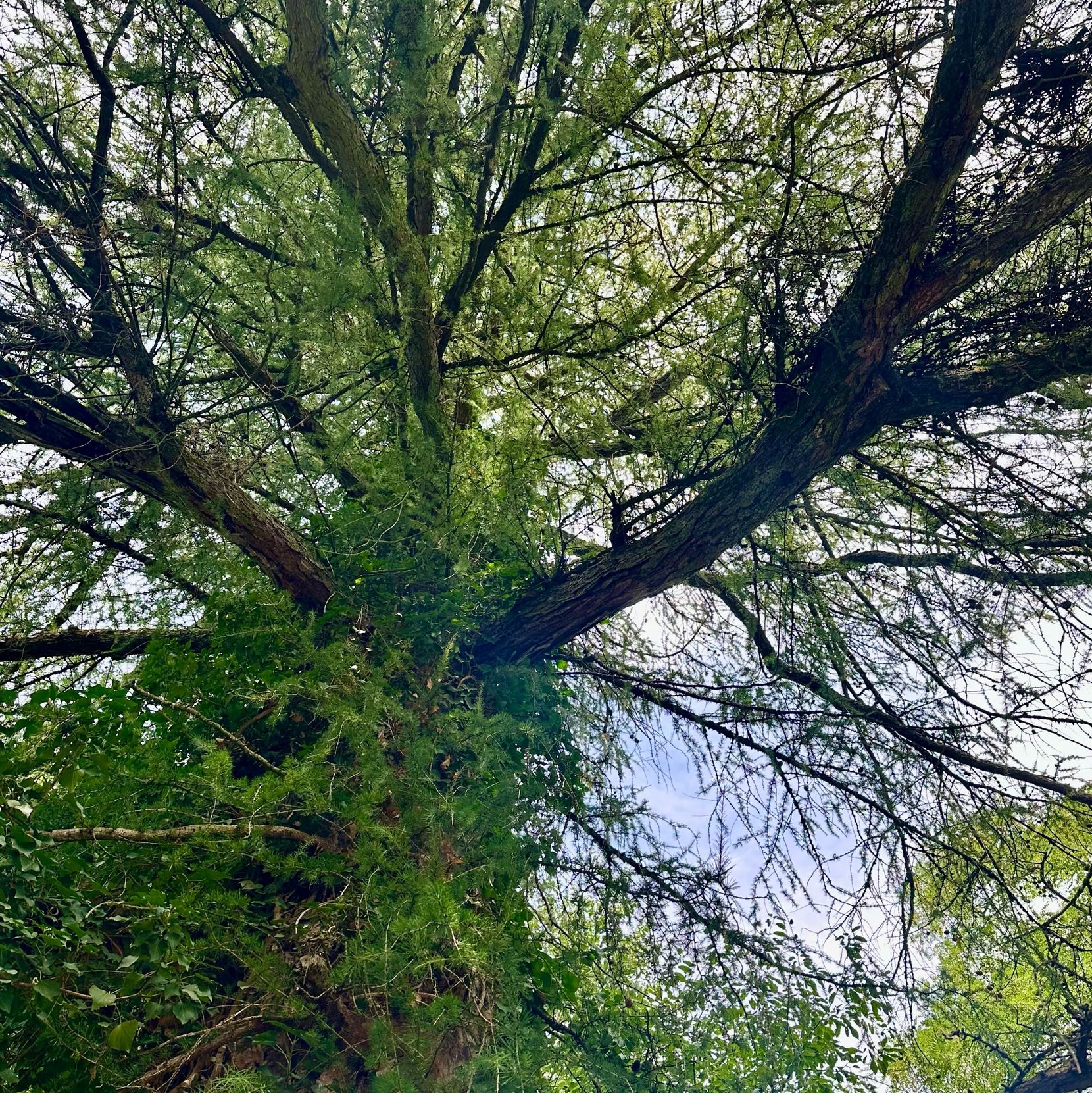 Ein Baum, eine Lärche, aus der Bodenperspektive.