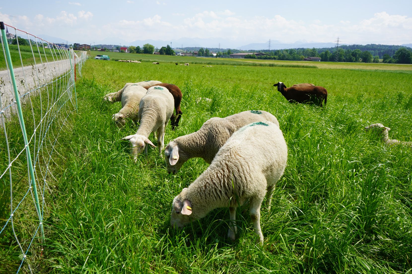 Braune und weisse Schafe weiden auf einer Wiese.