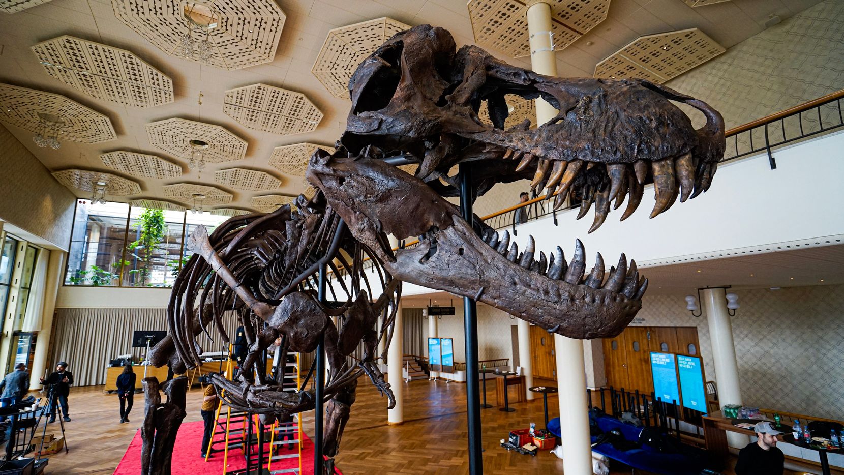 Ein Skelett eines Dinosauriers. 