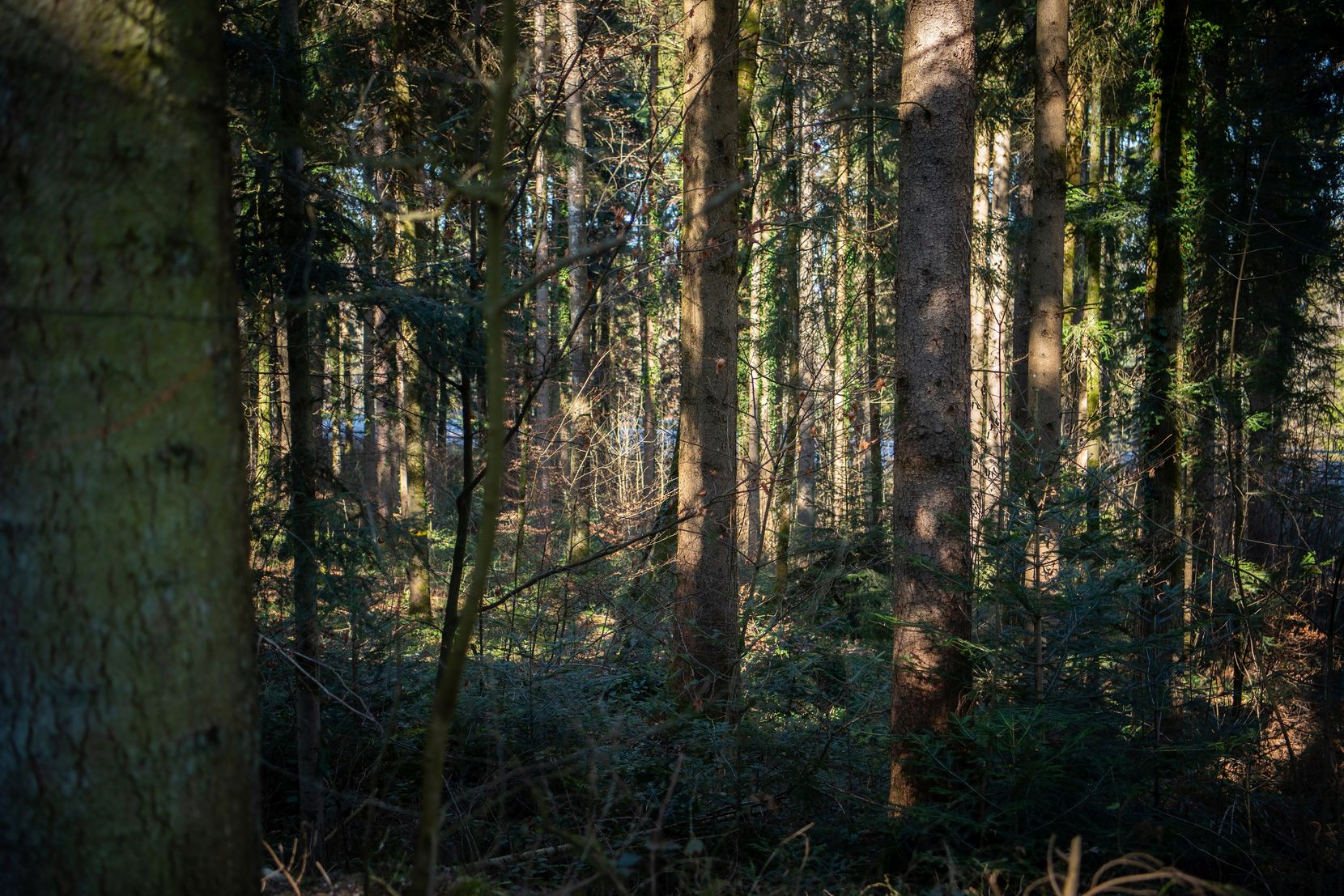 Ein Waldstück in Gossau, das durch Sonnenstrahlen beleuchtet wird.n