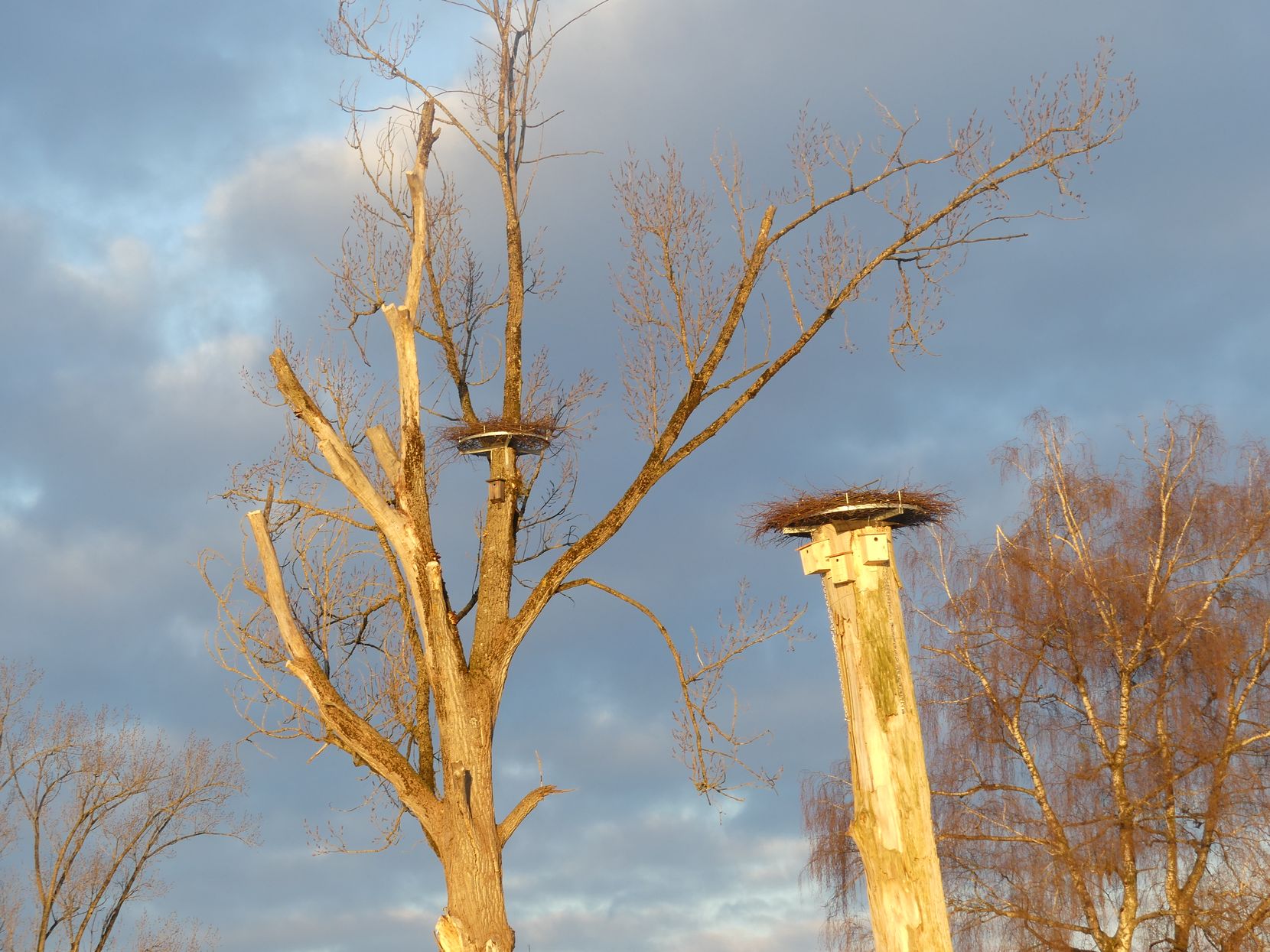 Man sieht die zwei neuen Storchenplattformen auf einer Nahaufnahme. Einer ist auf einem Ast eines Baumes montiert, der andere steht auf einem dicken Baumstamm.