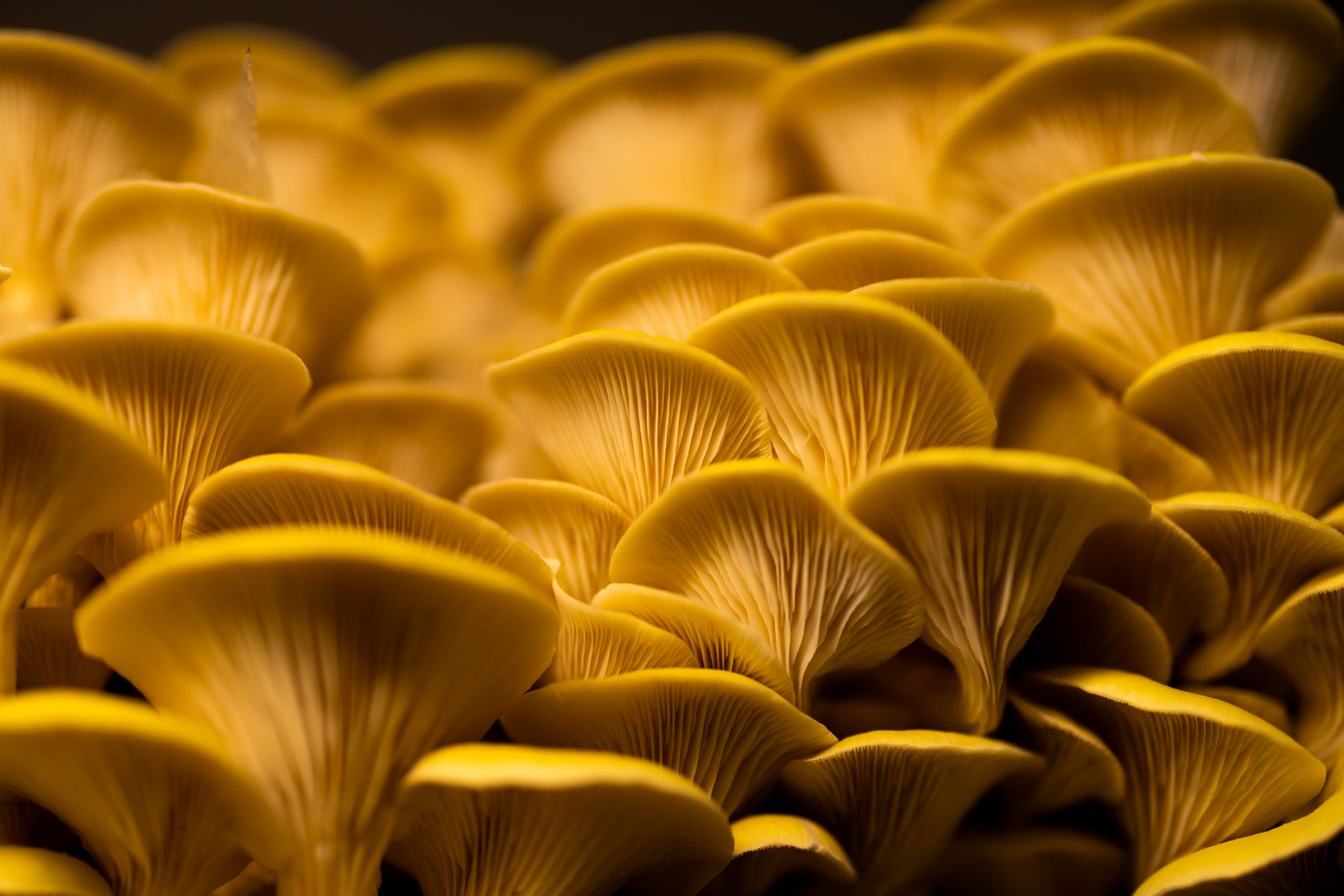 Ein schönes Bild von gelben Pilzen.