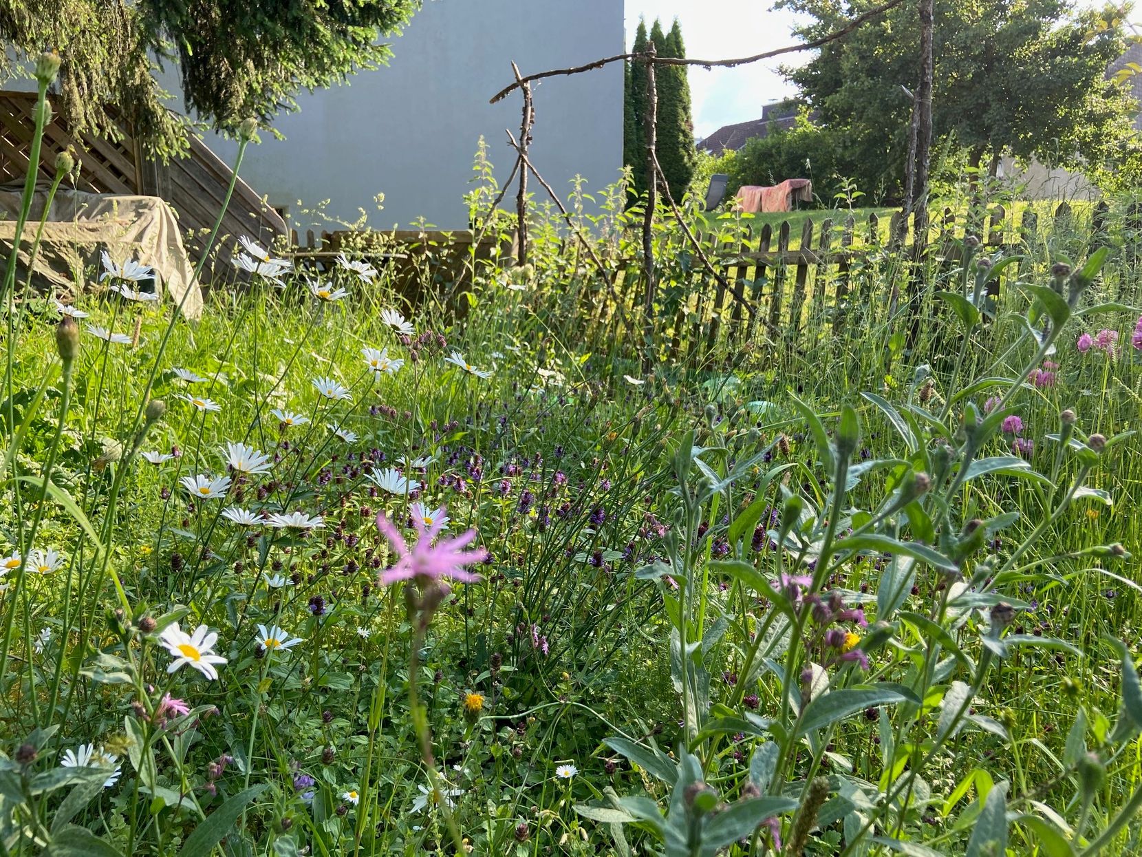 Eine blühende ungemähte Blumenwiese in einem Privatgarten Uster
