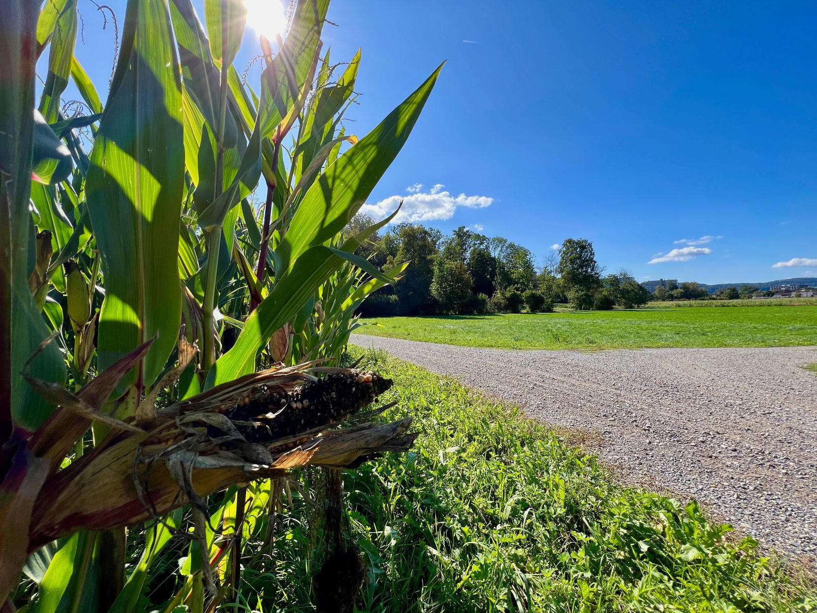 Der Rand eines Maisfelds direkt neben einem Kiesweg an einem sonnigen Tag.