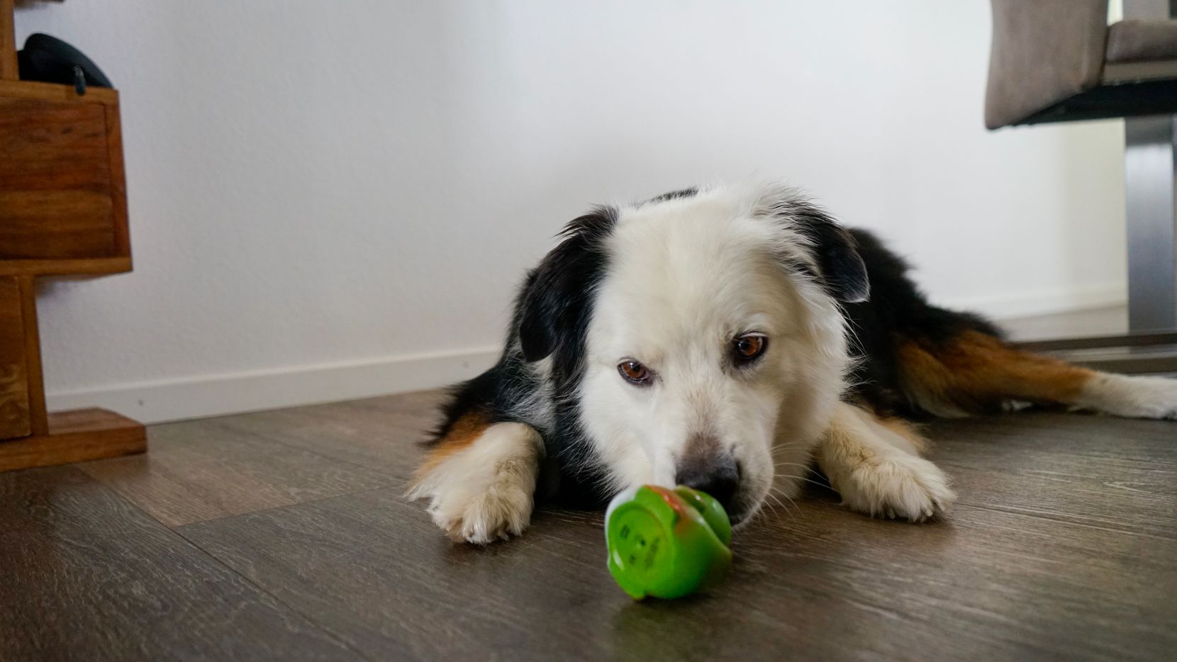 Ein Hund und sein Spielzeug.