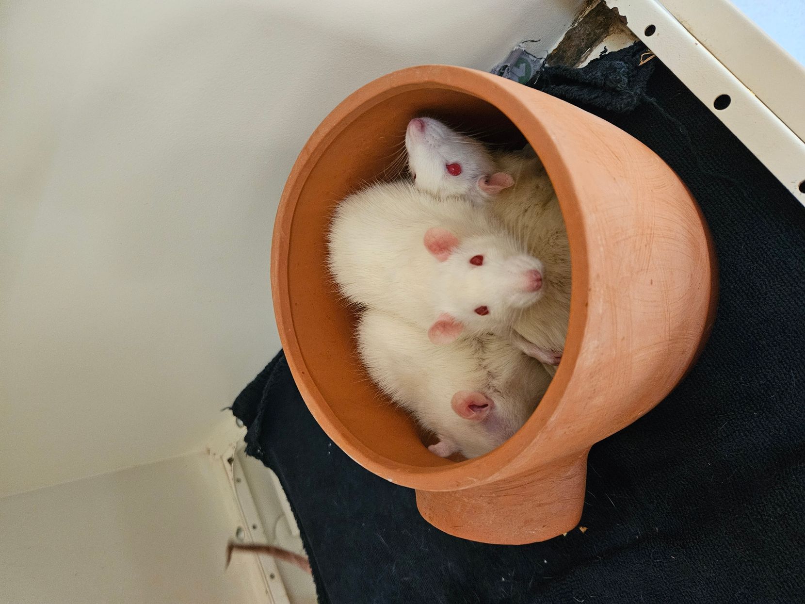 Man sieht mehrere weisse Ratten in einem Tonkrug sitzen.