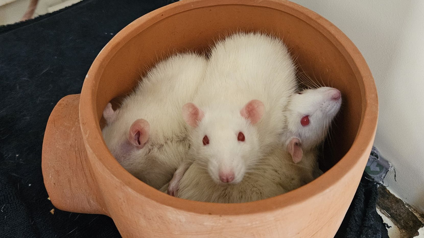 Man sieht mehrere weisse Ratten in einem Tonkrug sitzen.