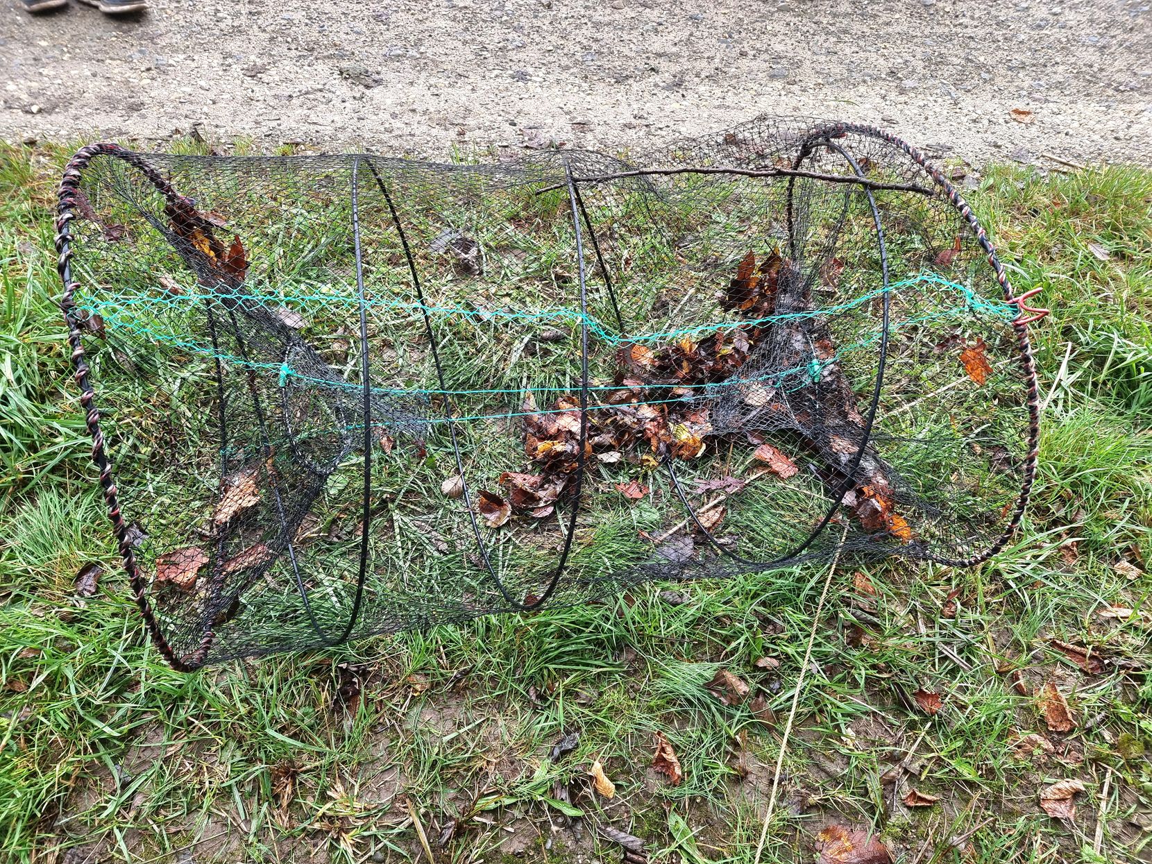 Ein Biber verfing sich in der Glatt bei Dübendorf in einer Reuse.