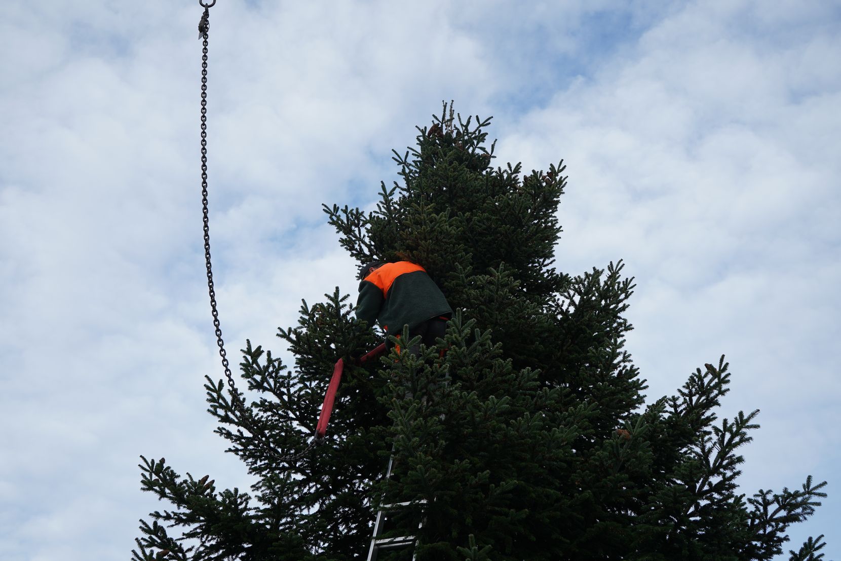 Ein Forstarbeiter bindet eine Schlaufe um den Baum.