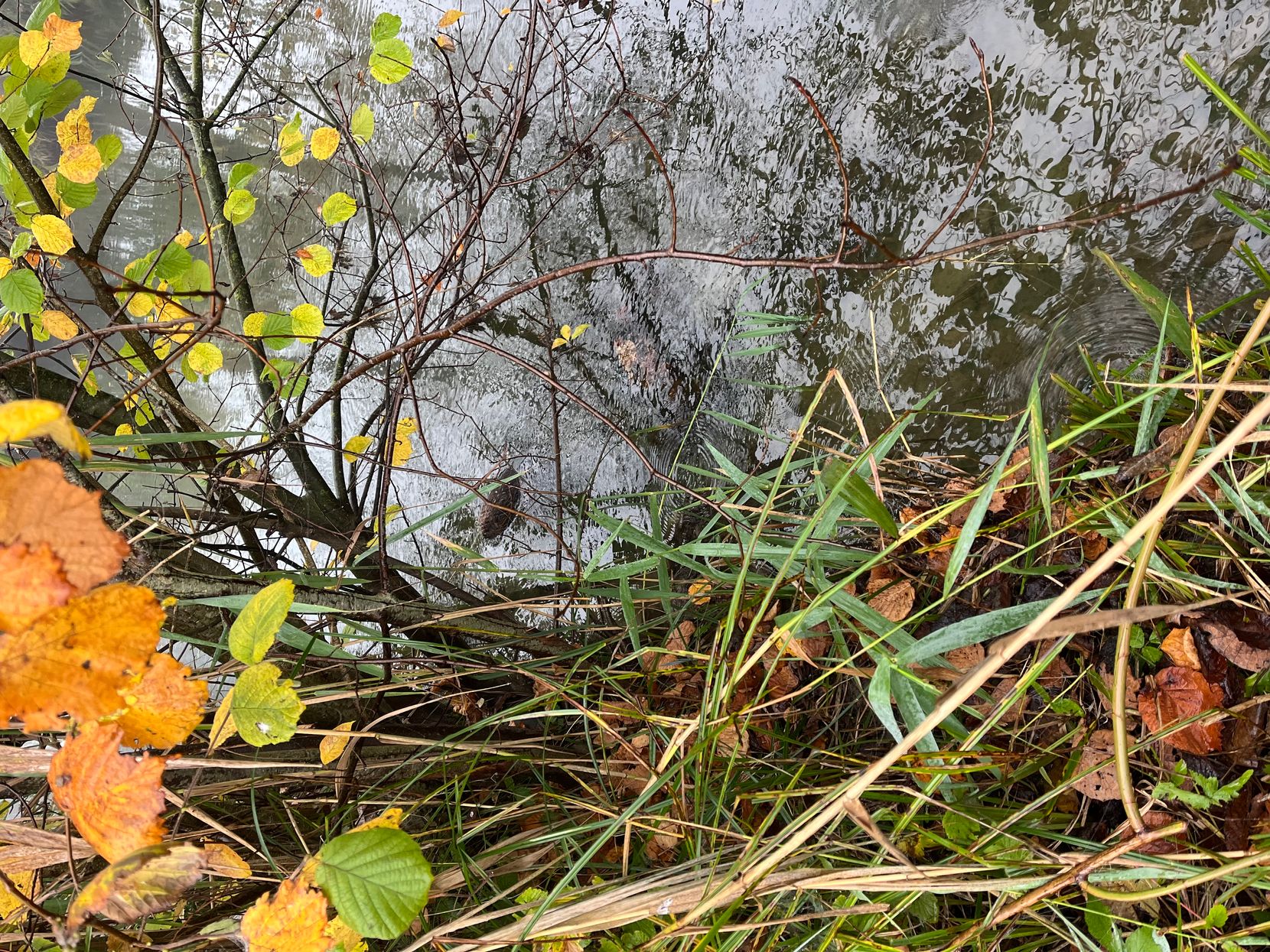 Ein Biber verfing sich in der Glatt bei Dübendorf in einer Reuse.