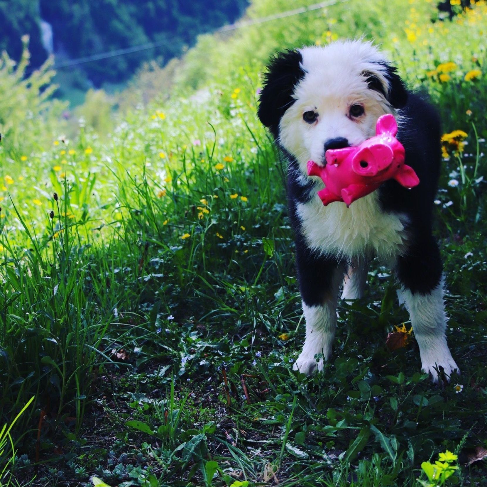 Man sieht einen jungen Hund mit Spielzeug im Mund.