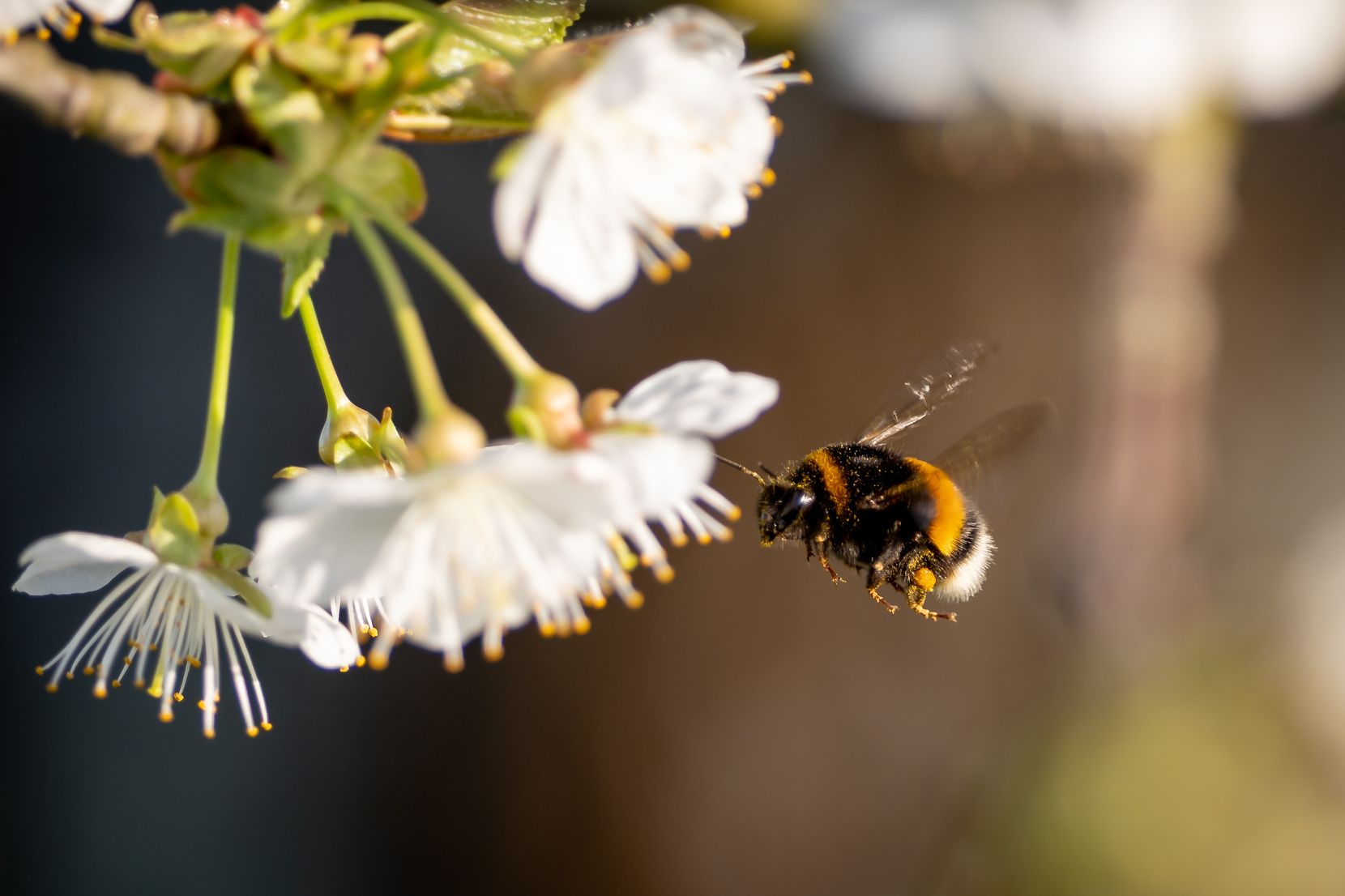 Frühlingsbilder aus dem Glattal