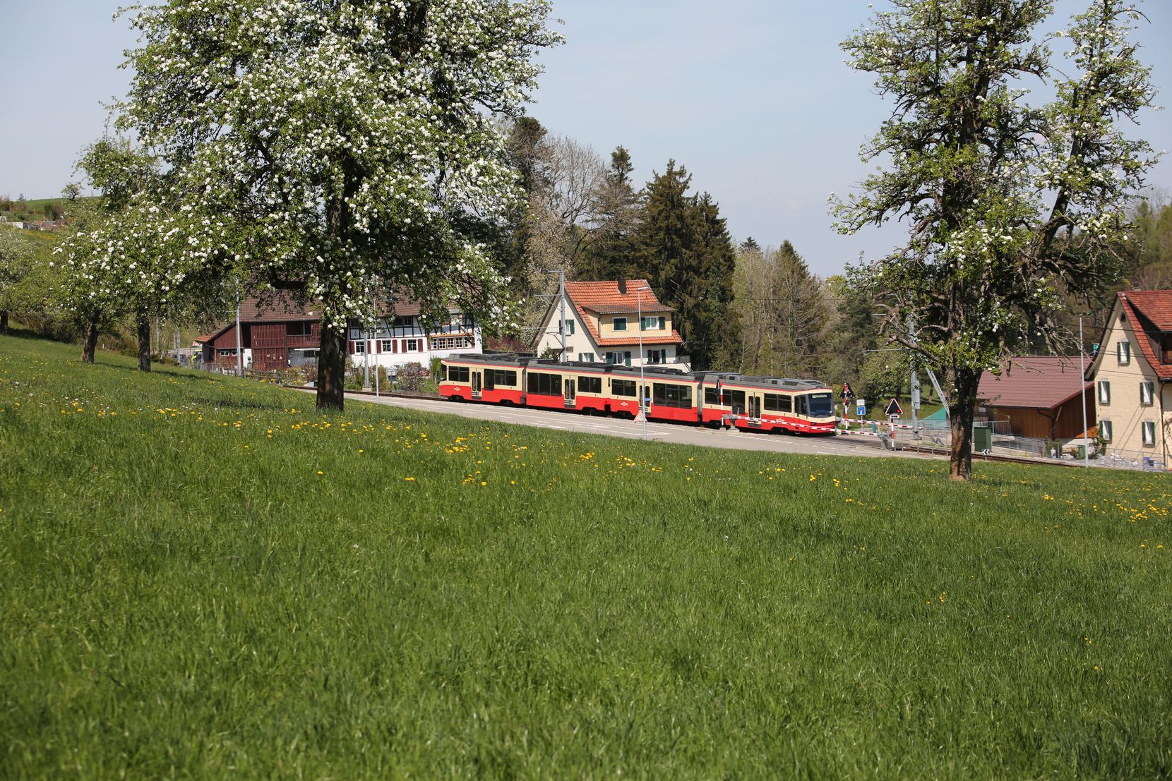 Eine rote Zugkomposition der Forchbahn in einer frühlingshaften Landschaft.