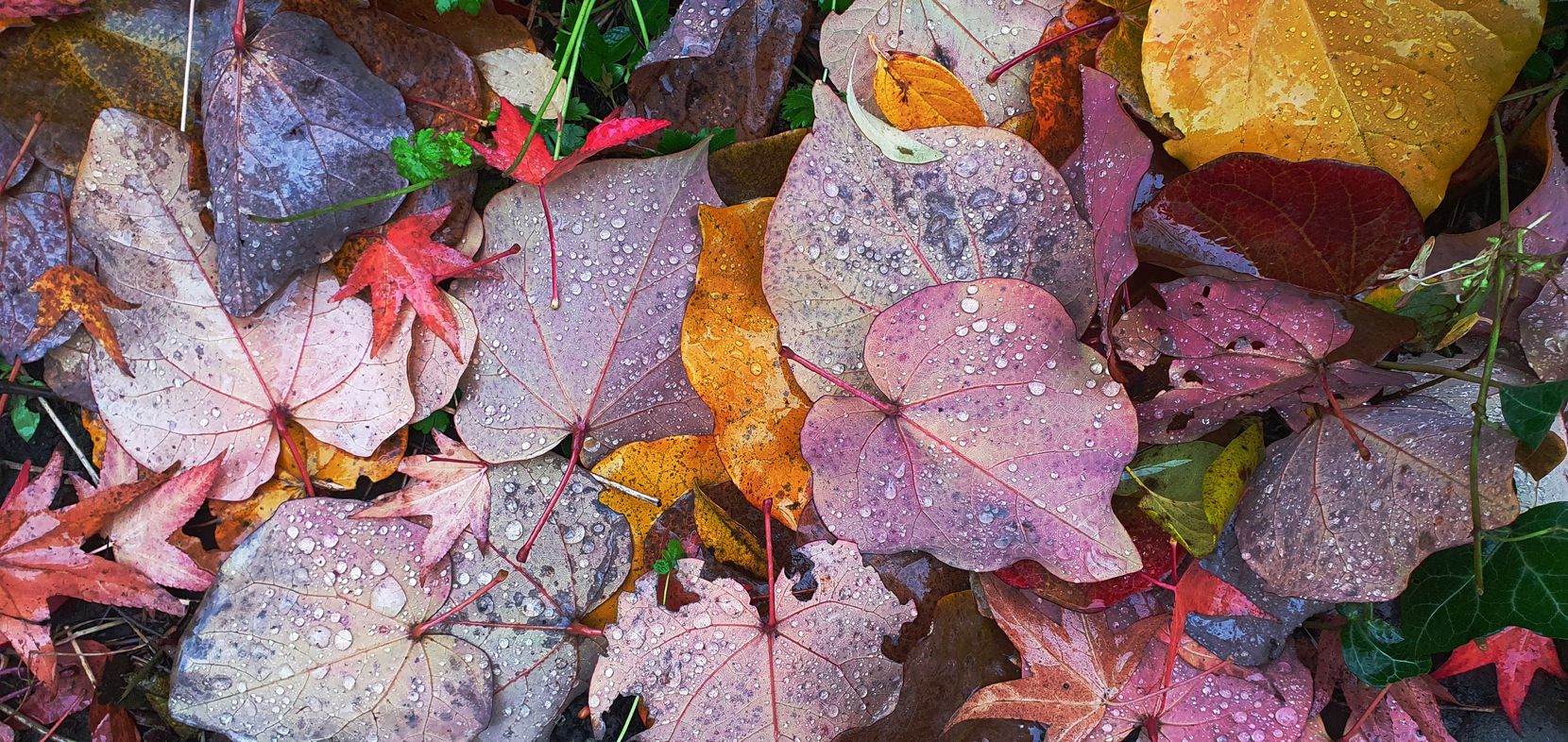 Herbstblätter nach dem Regen in Pfäffikon.