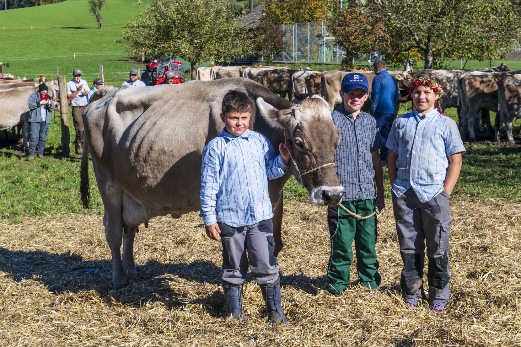 Drei Kinder stehen um eine Kuh.