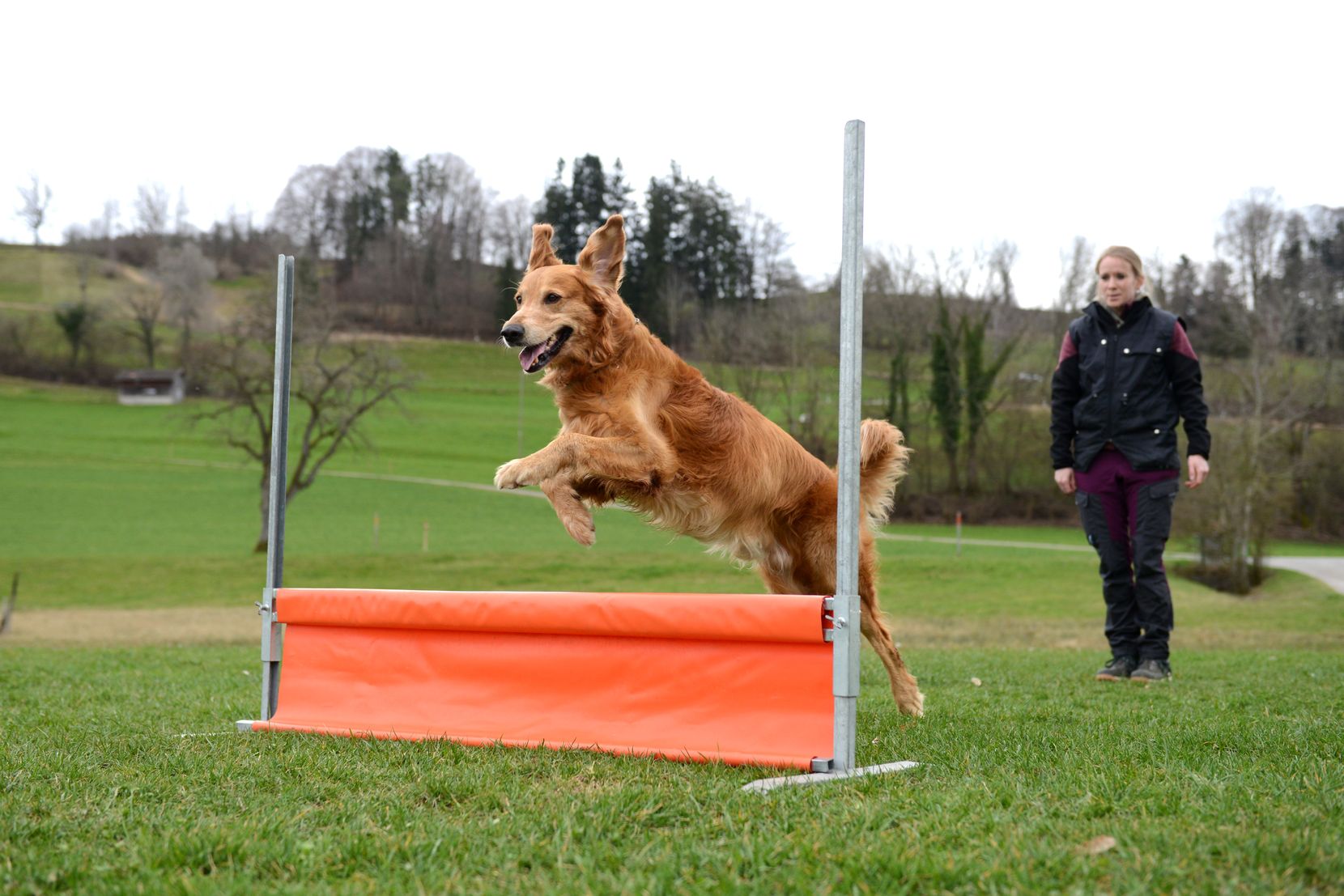 Man sieht einen Golden Retriever beim Training für den Hundesport.
