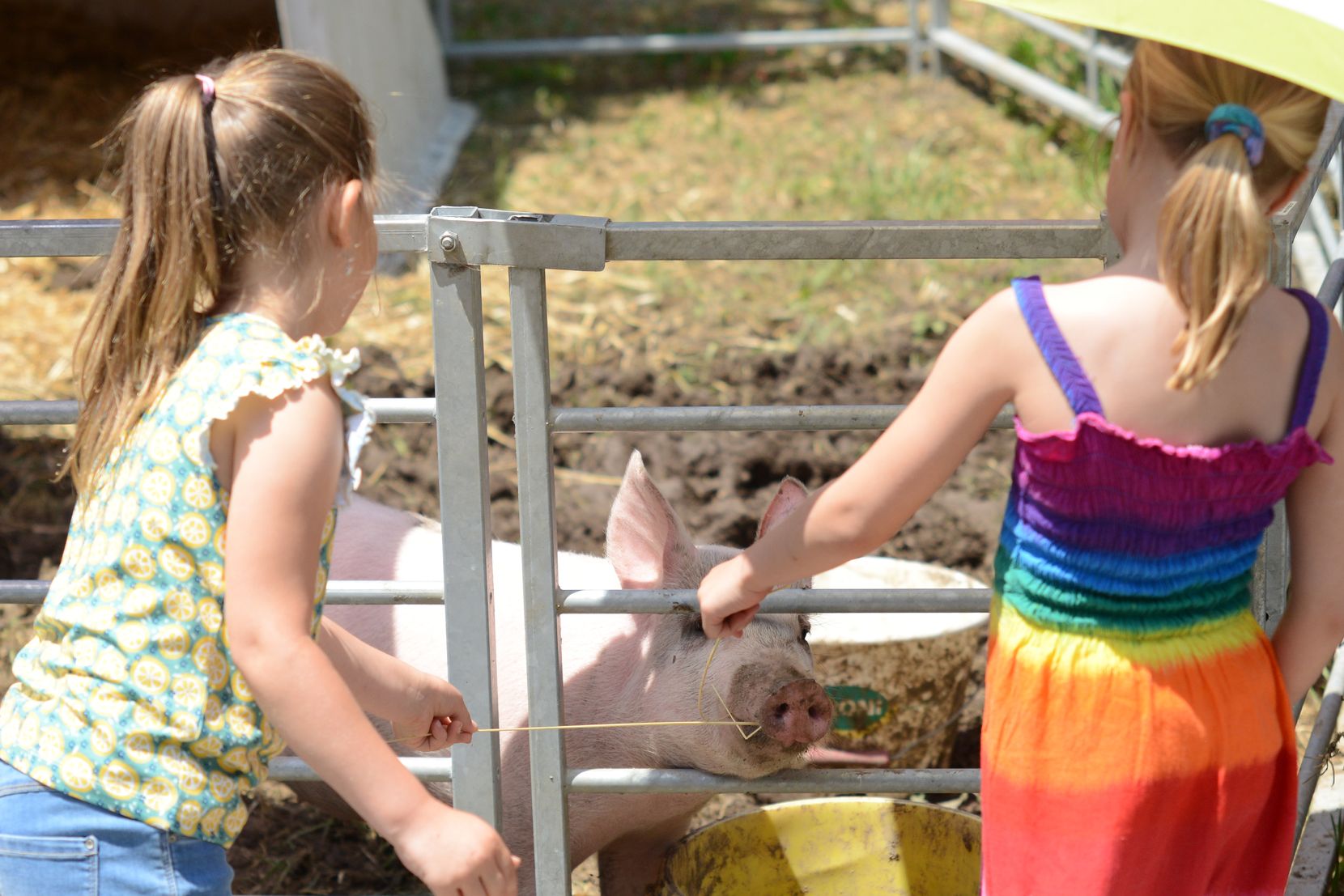 Zwei Mädchen stehen an einem Gatter, aus dem ein junges Schwein rausschaut. 