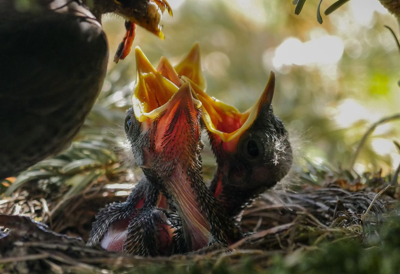 Jungvögel sitzen mit weit aufgerissenem Schnabel im Nest und werden gerade von einem erwachsenen Vogel gefüttert.