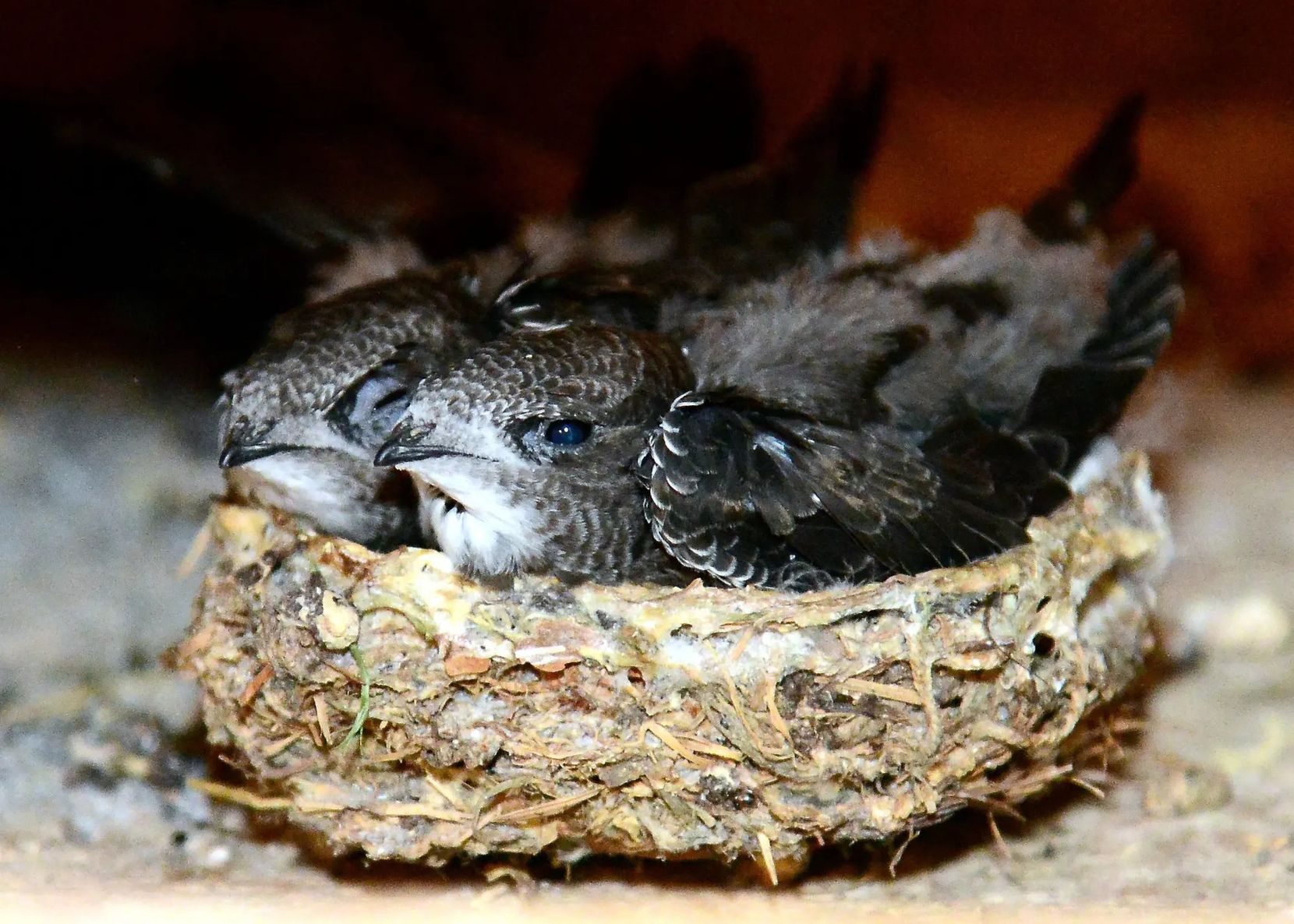 Zwei Vogeljunge kuscheln sich in einem Nest aneinander.