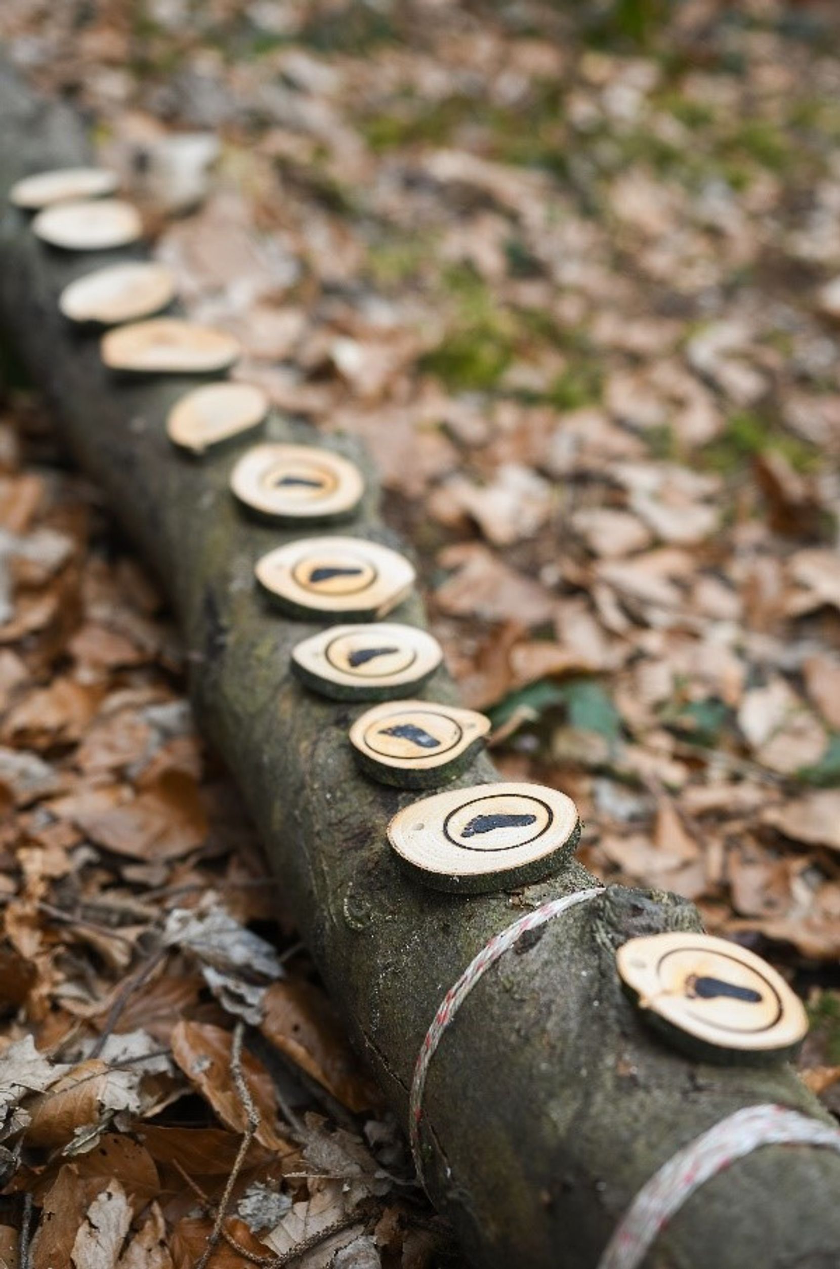 Holzscheiben mit einem gravierten Fussabdruck liegen auf einem Baumstamm.