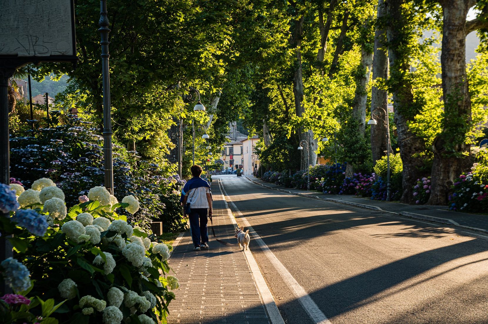 Strasse mit Pflanzen am Rand