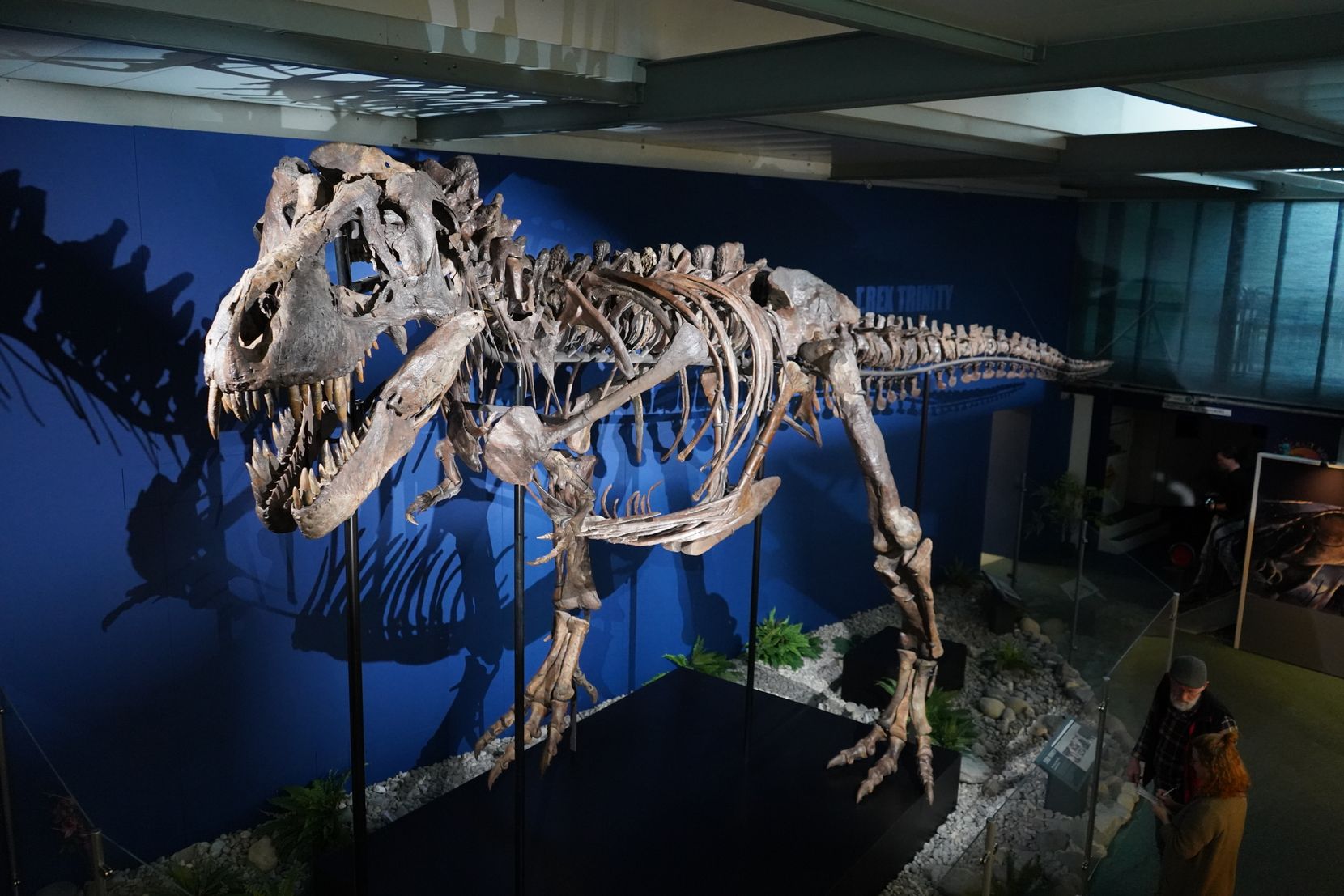 Das Skelett eines Tyrannosaurus Rex wirft einen Schatten auf eine blaue Wand.