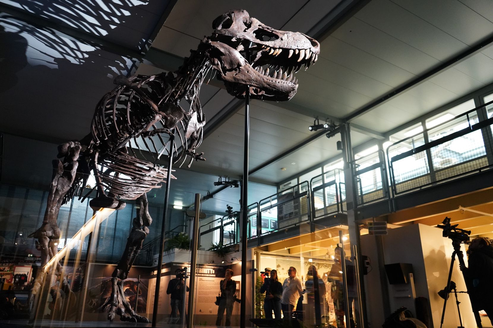 PK: T-Rex «Trinity» steht nun im Dinosauriermuseum in Aathal.
