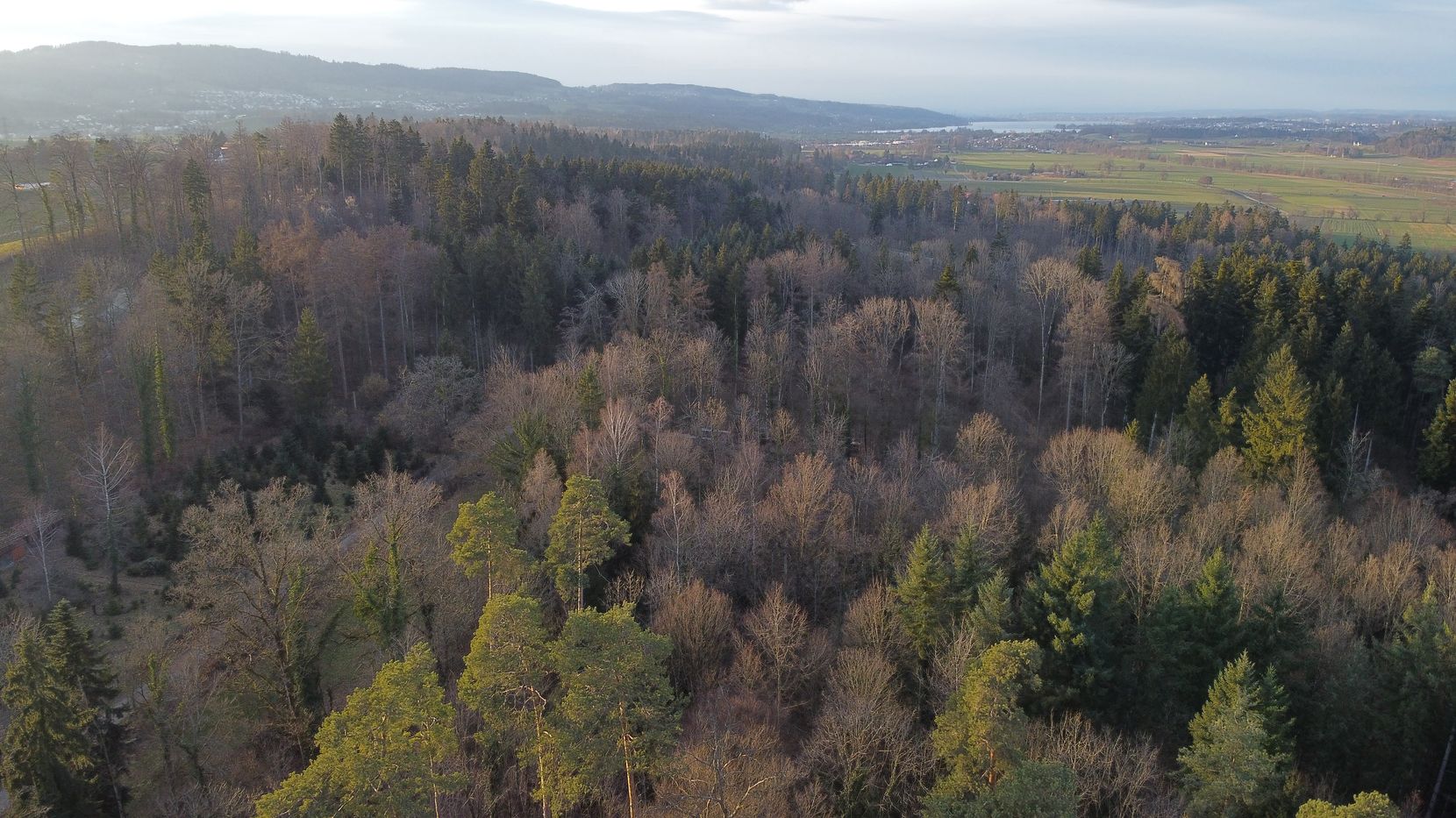Luftaufnahme des Tägernauer Holzes aus der Sicht von Gossau.