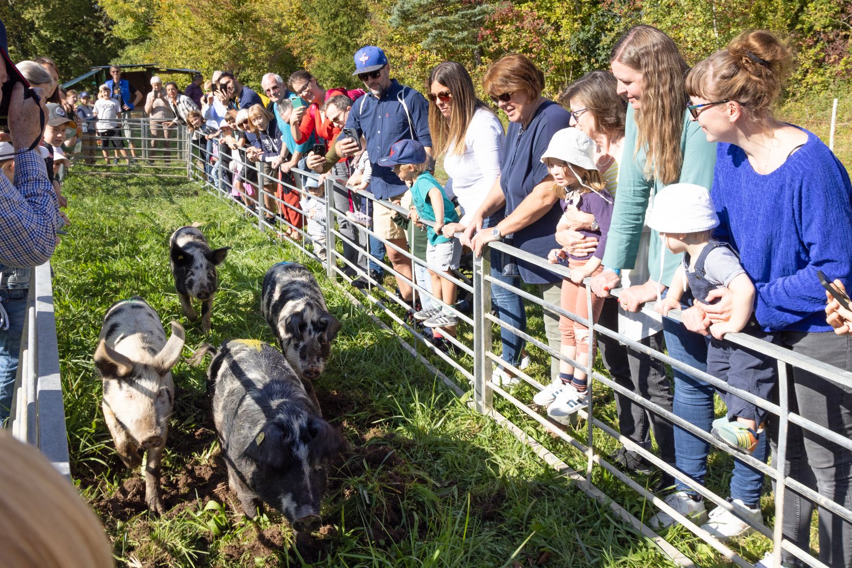 Forch Fest am Bahnhof Forch, verschiedene Tiere der Bauern aus der Umgebung sind ausgestellt, hier das beliebte Säulirennen.