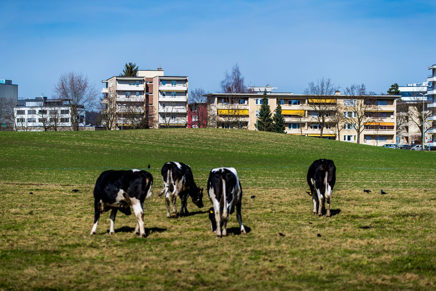 Kühe stehen auf einer Wiese. Im Hintergrund sind Wohnblöcke zu sehen.
