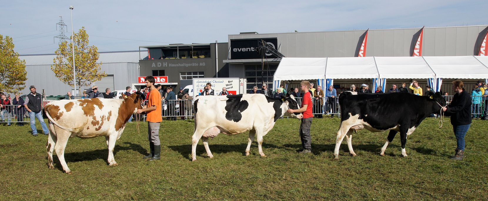 Kategoriensieger-Kühe werden an einer Viehschau gezeigt. Dahinter: Industriegebiet.