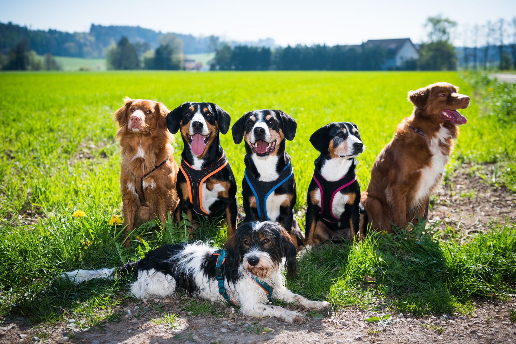 Eine Gruppe von Hunden auf einer Wiese.