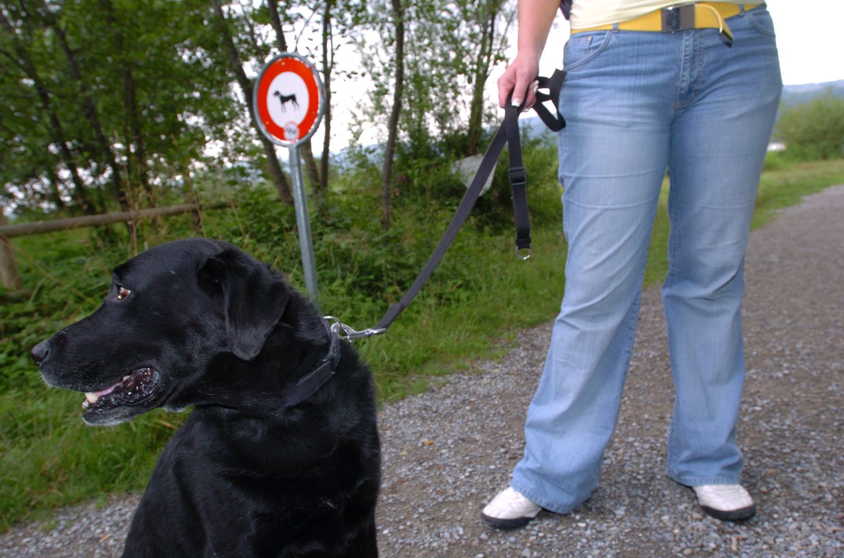 Ein Hund an einer Leine.