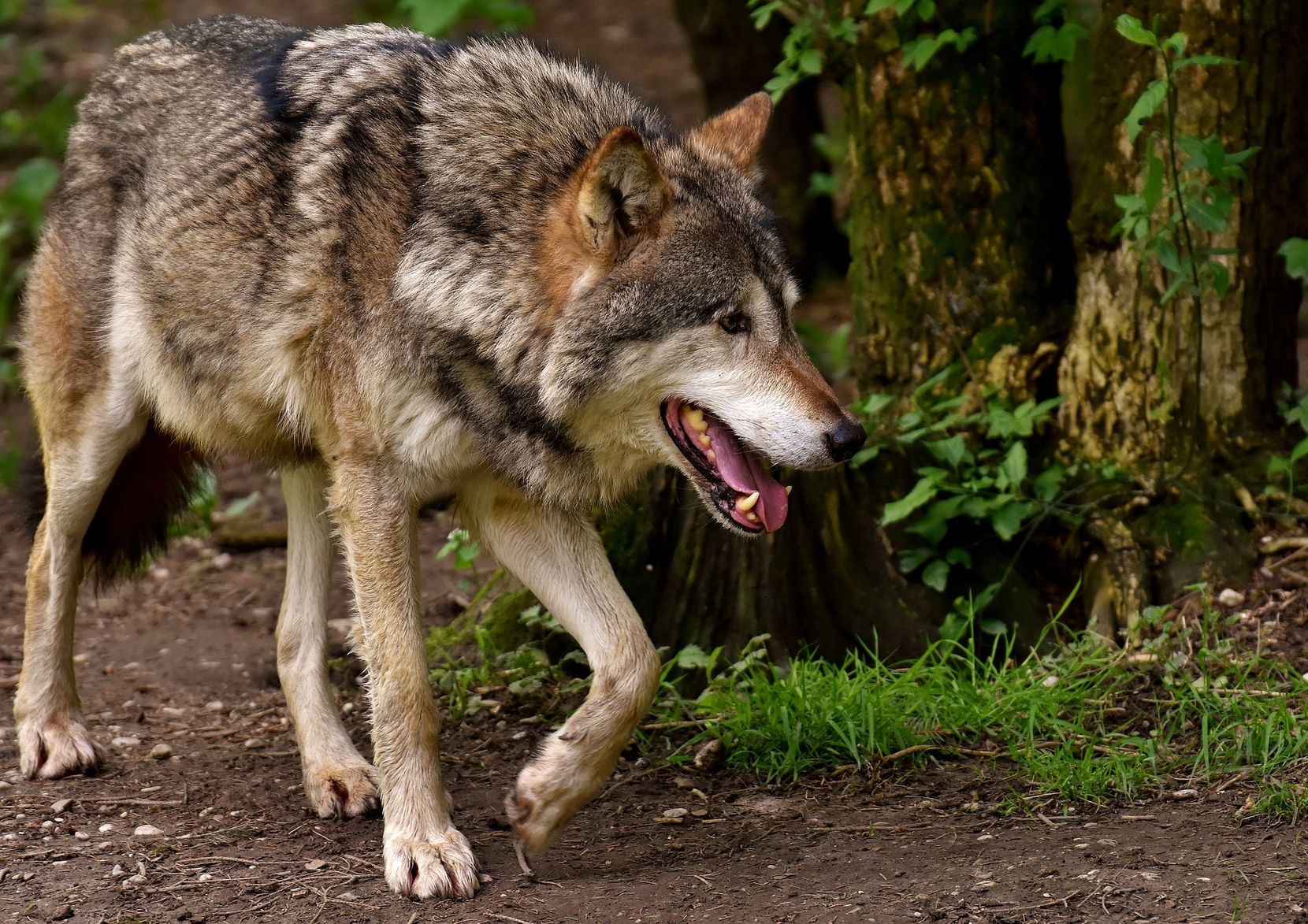 Ein grau-brauner Wolf läuft einen Weg entlang.