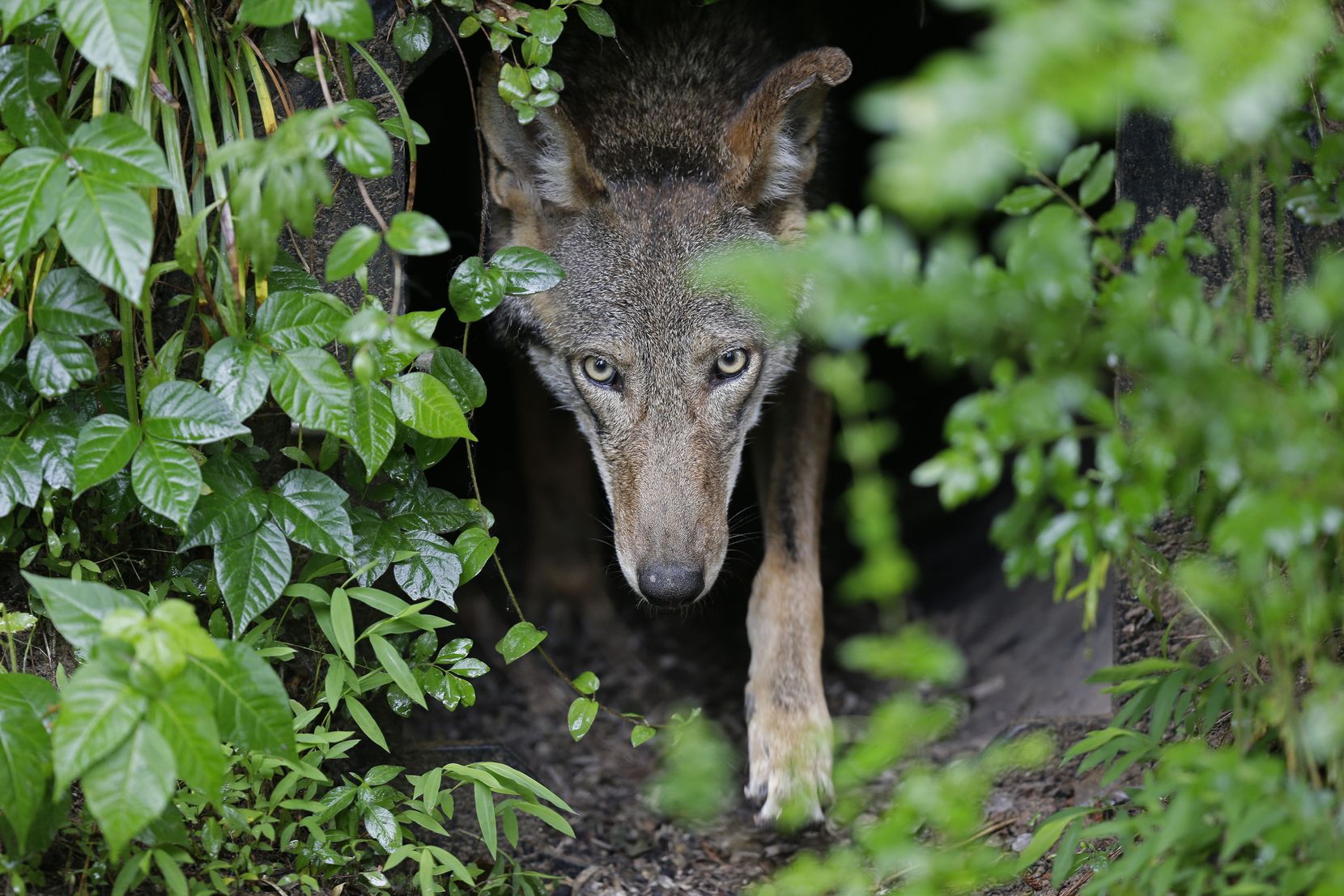 Ein Wolf blickt aus einem Gebüsch.