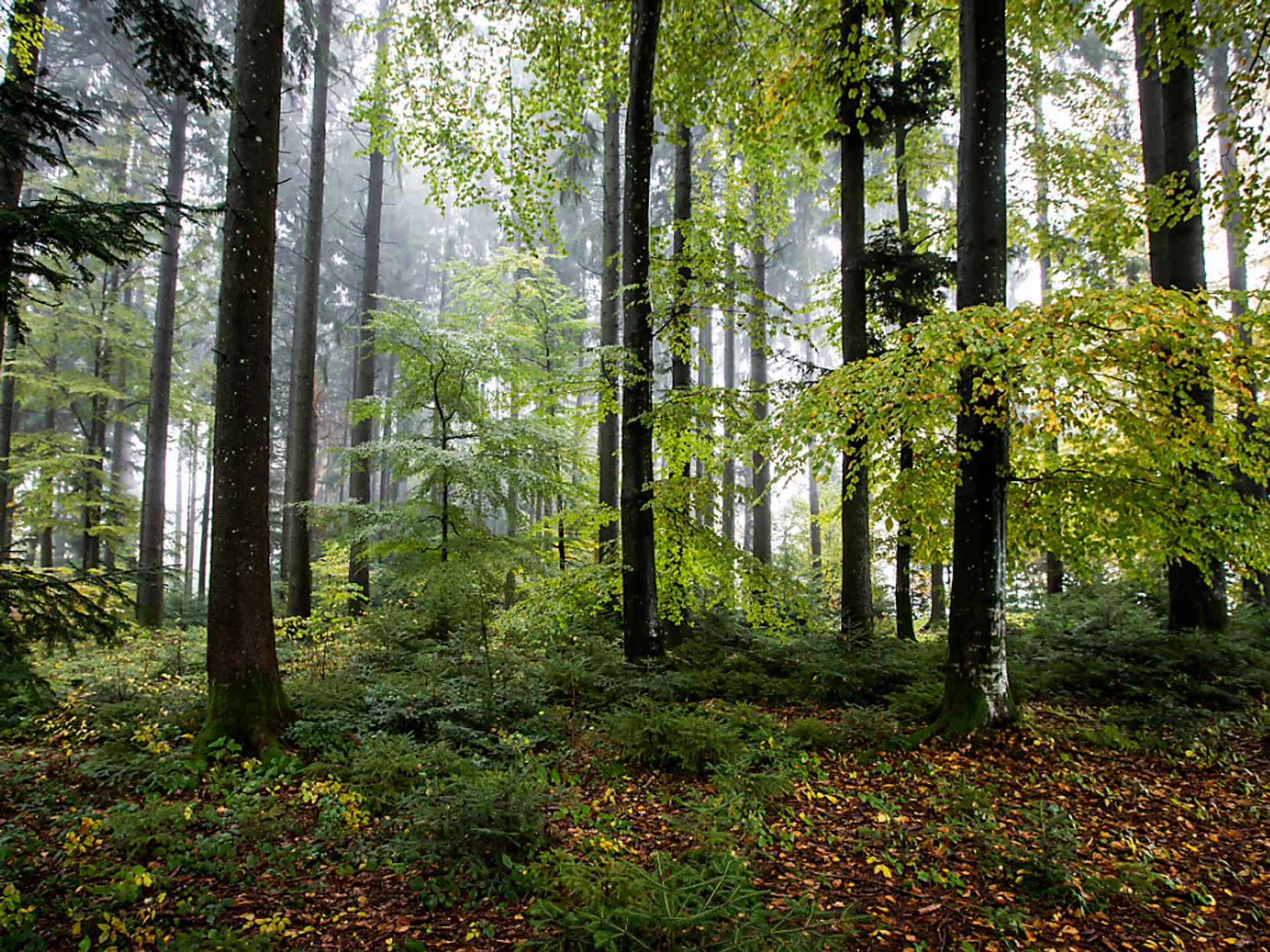 Der Kanton Zürich hat gezielt zehn Prozent der Waldböden untersucht.