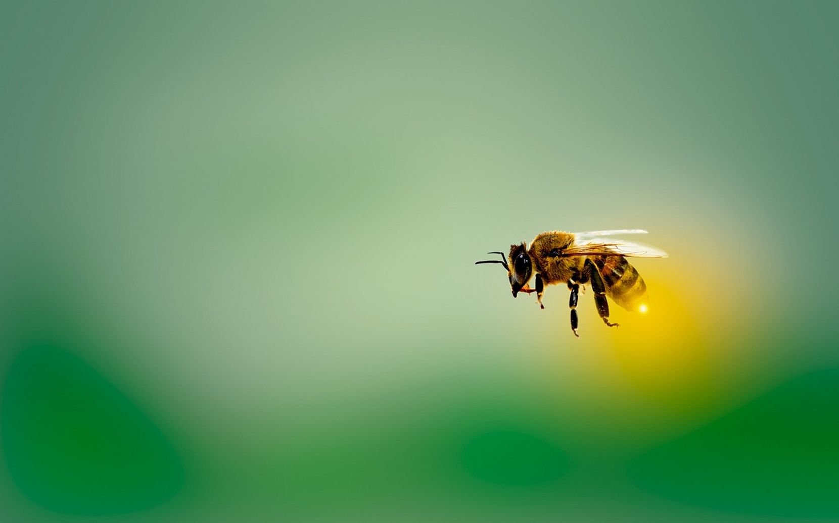 Eine Honigbiene.