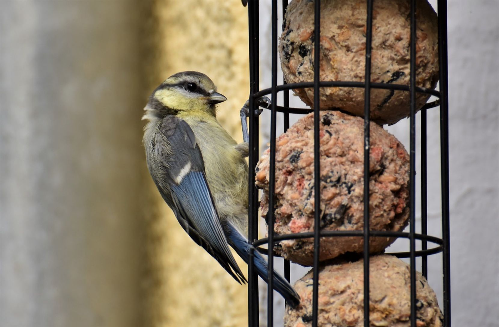 Eine Blaumeise frisst Vogelfutter.