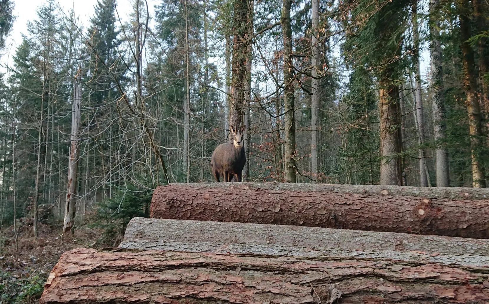 Tier hinter einem Holzstapel.